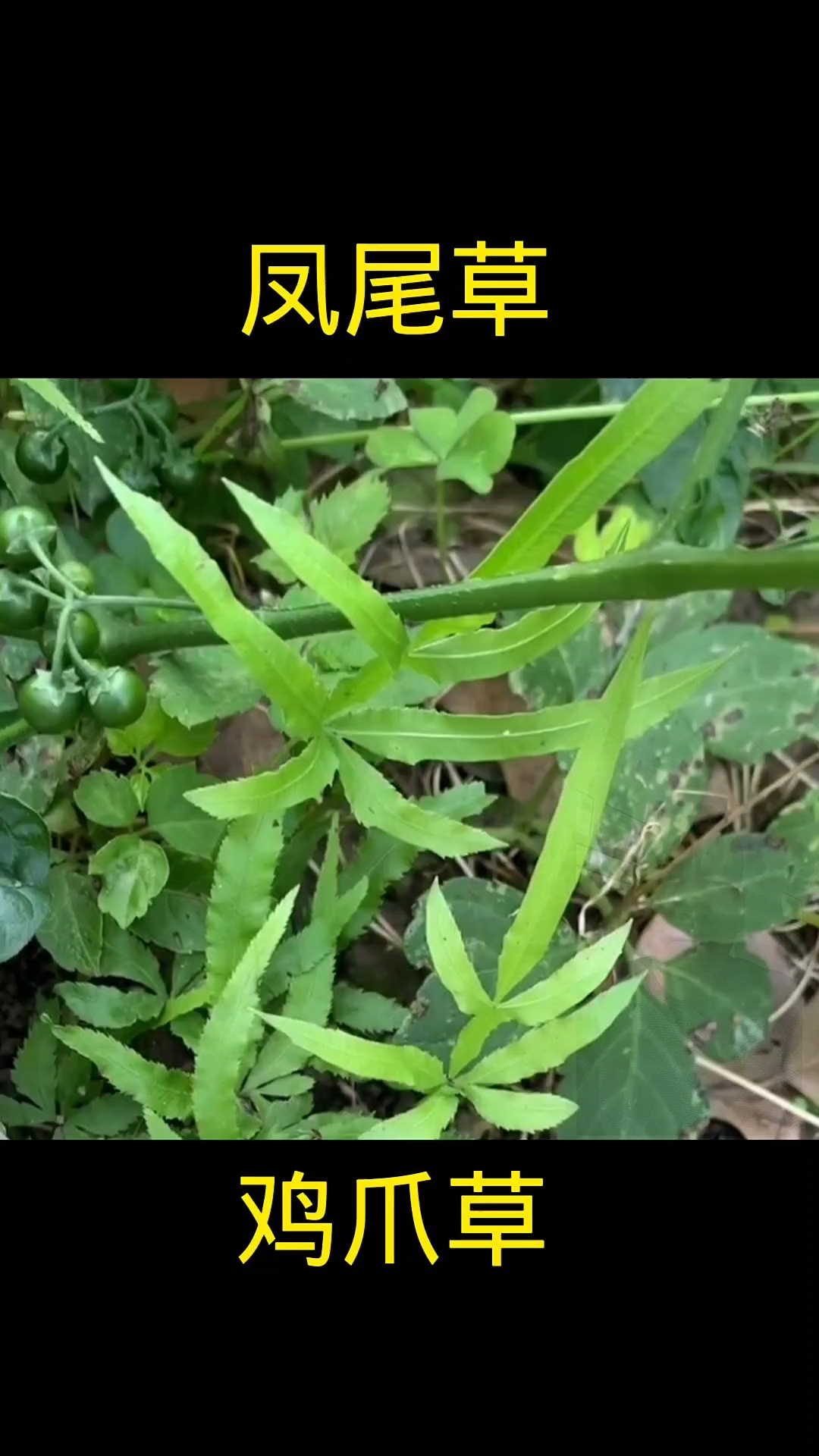 凤尾草,植物科普