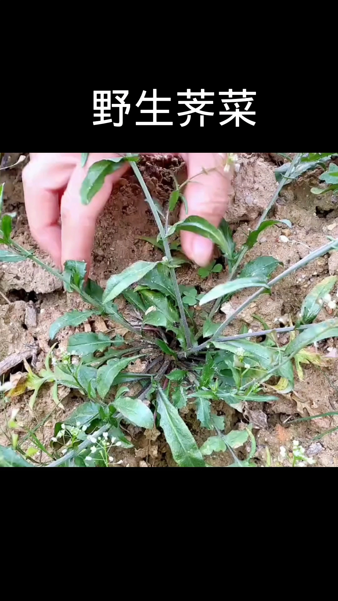 野生荠菜,植物科普