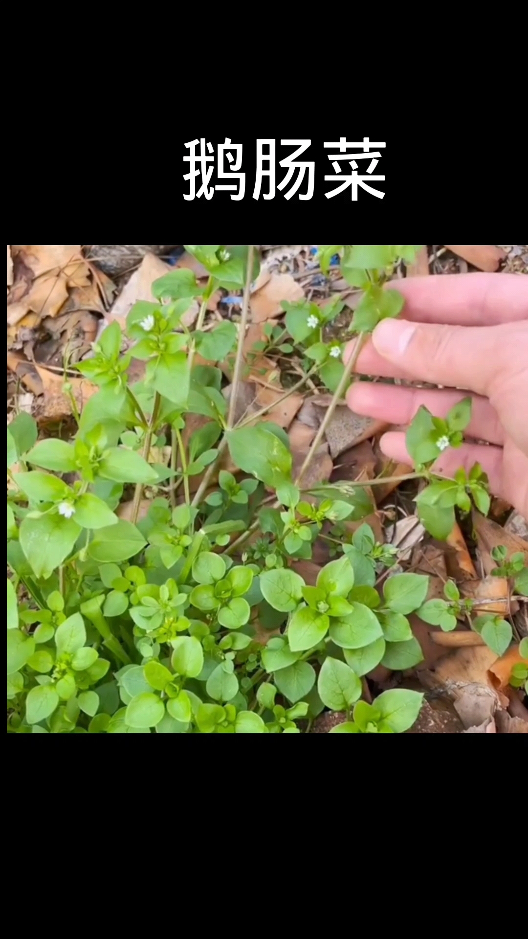 鹅肠菜,植物科普,植物