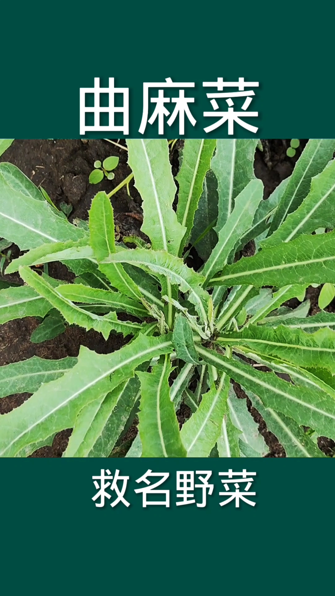 曲麻菜又叫救命菜