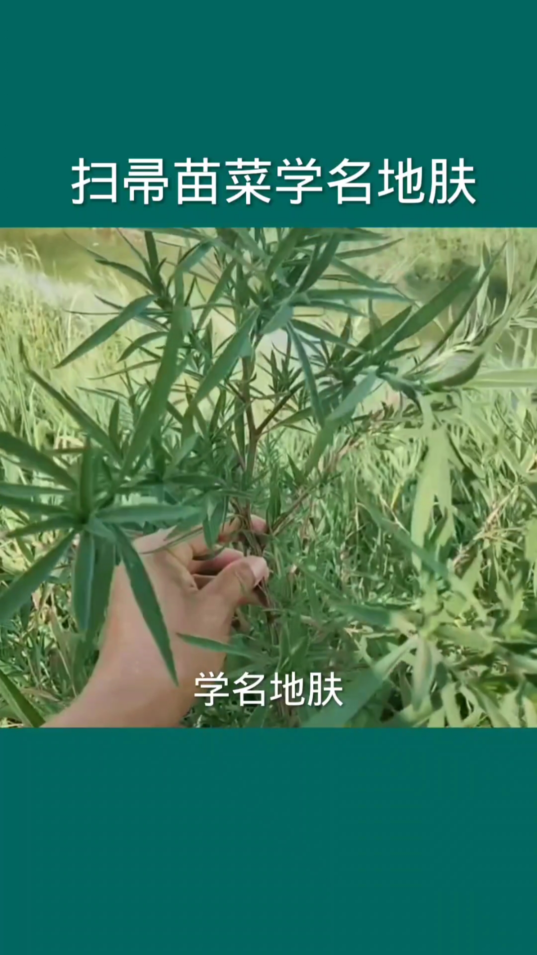扫帚苗菜学名扡肤