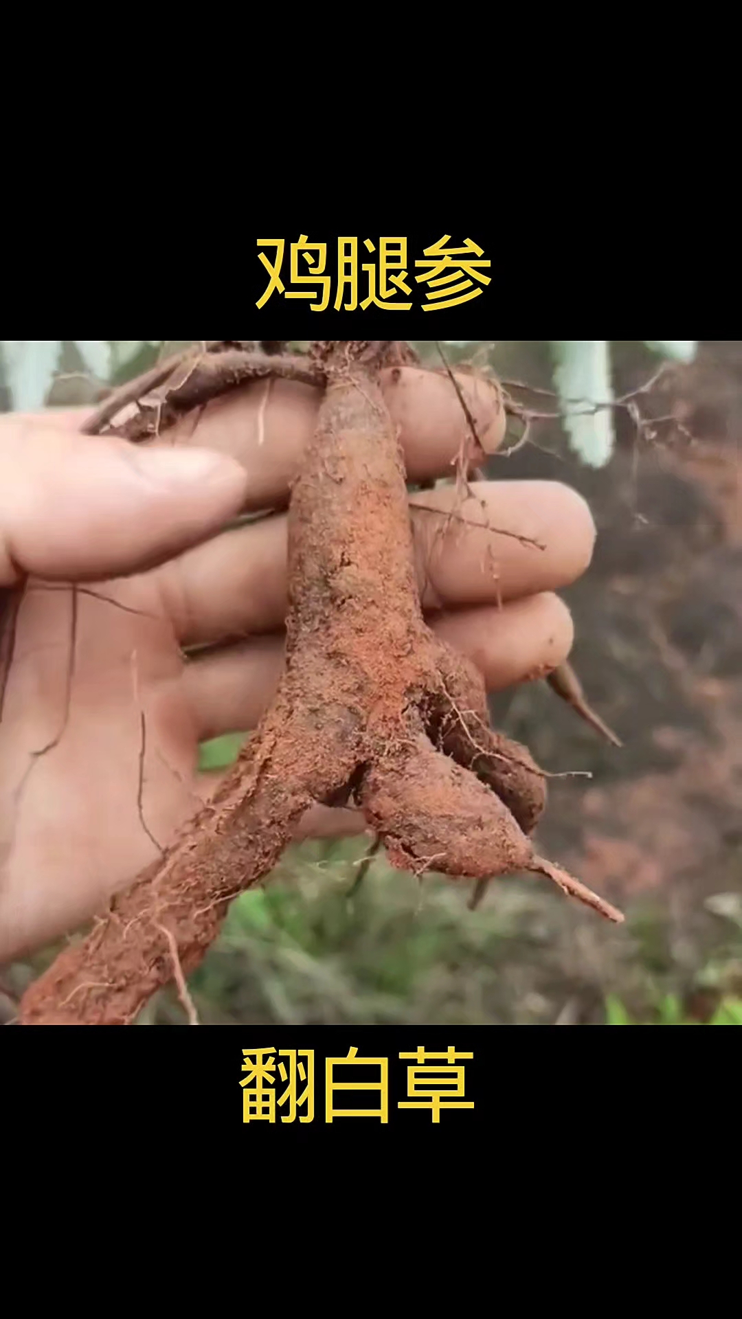 翻白草，鸡腿参，植物科普