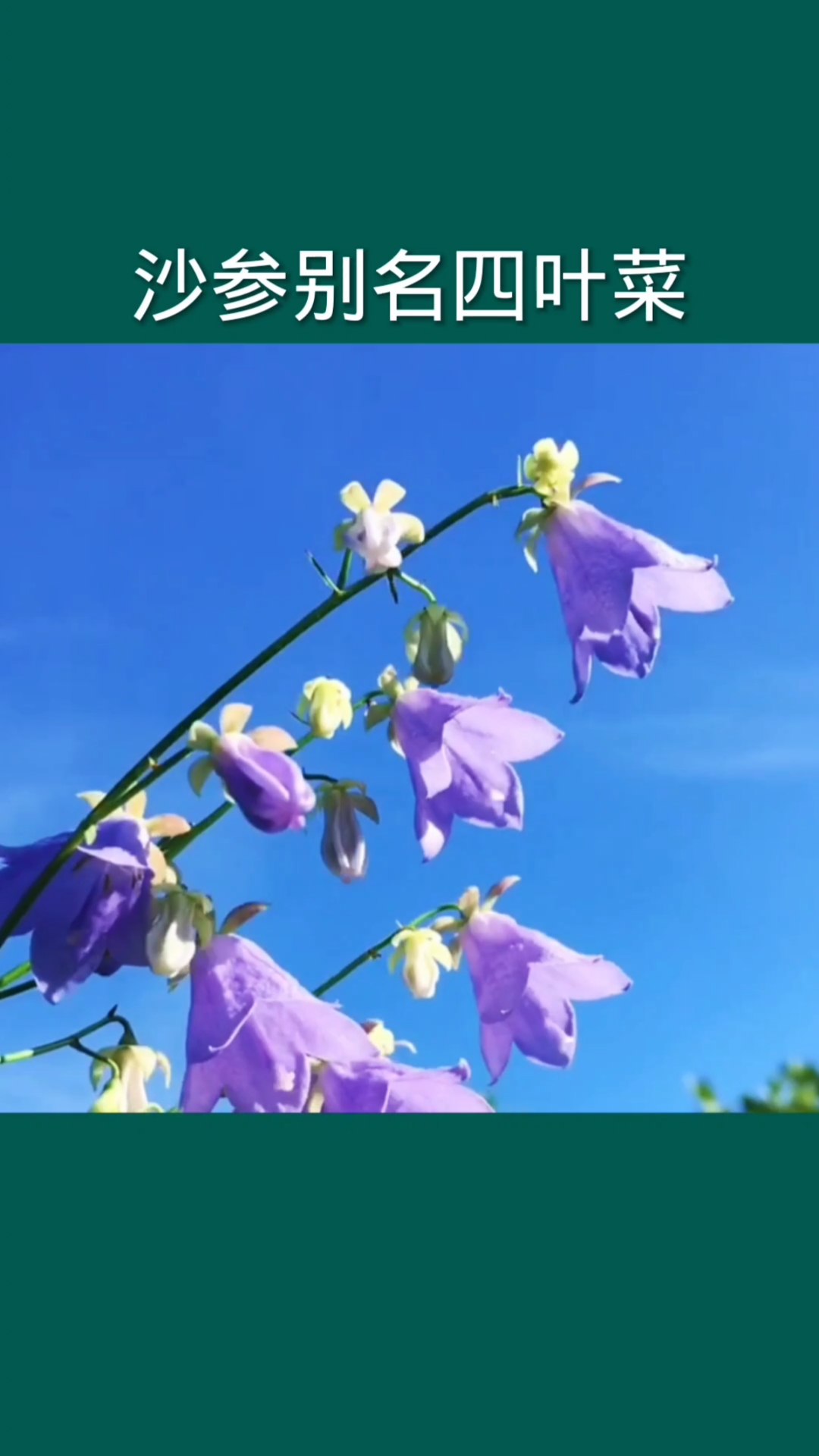 沙参别名四叶菜这种植物不太多了
