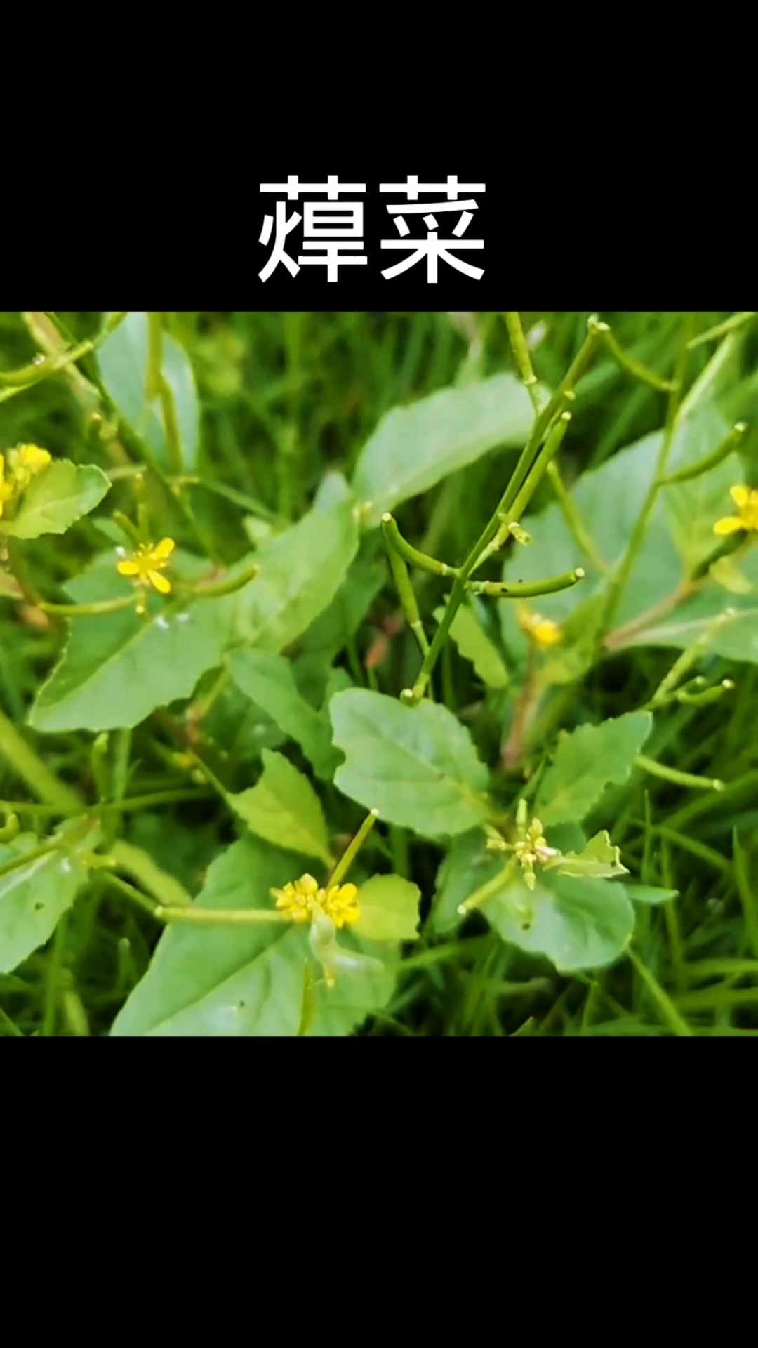 蔊菜,植物科普,植物