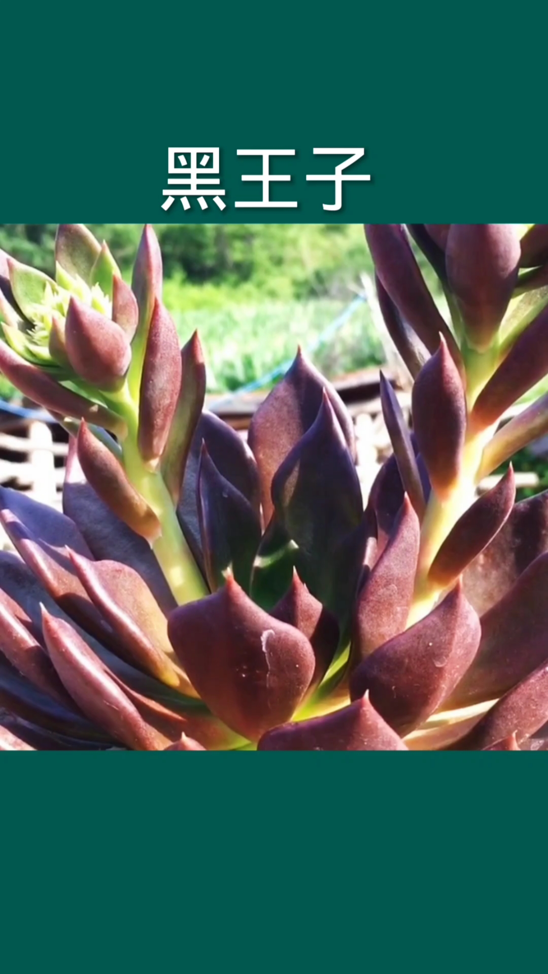 这是多肉植物黑王子