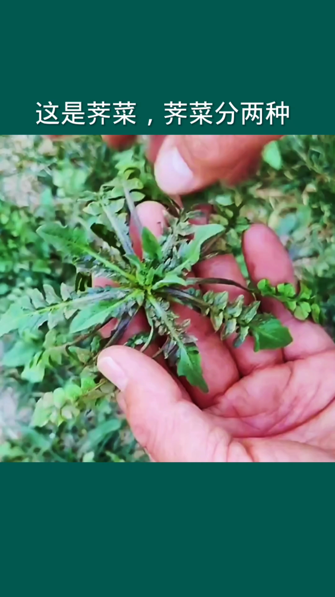 荠菜,它分为两种