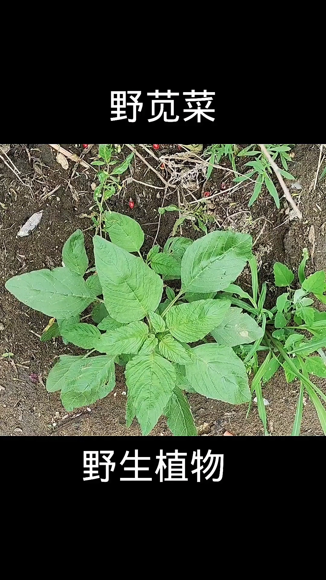 野苋菜,植物,植物科普
