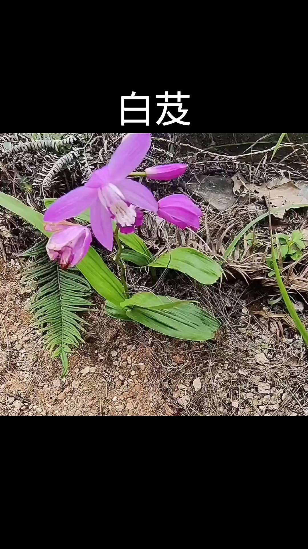 白芨,植物,植物科普