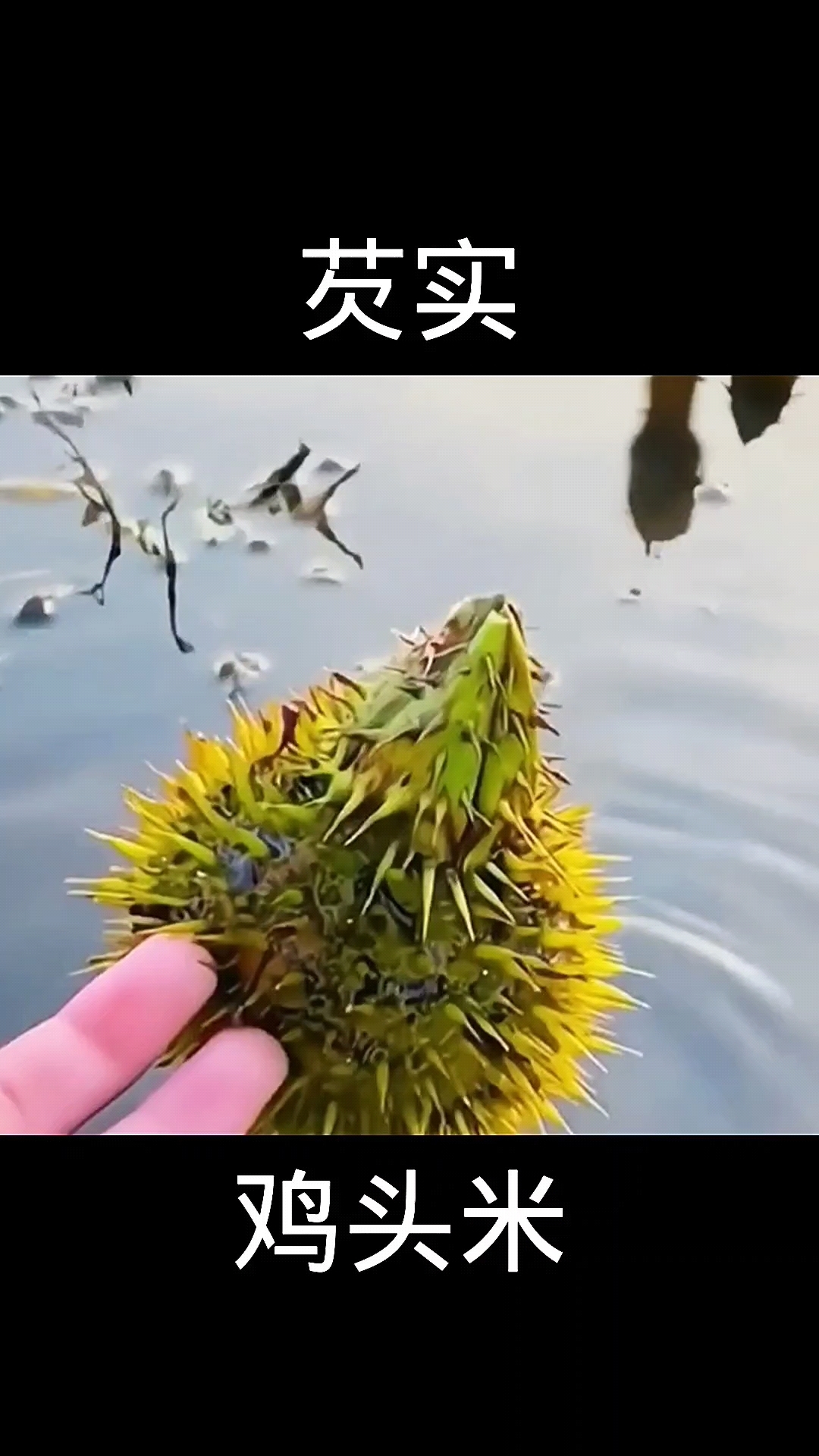 芡实,植物科普,植物