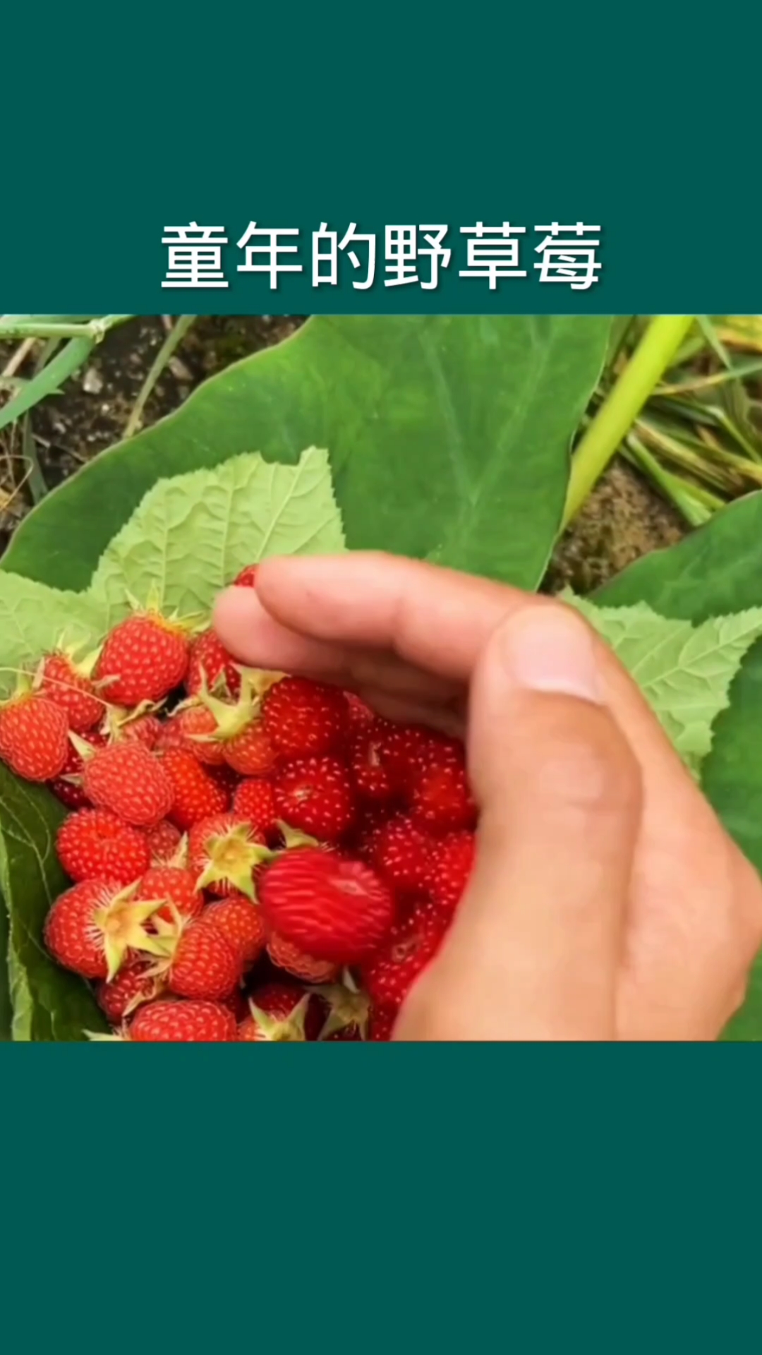这个就是野生植物野草莓