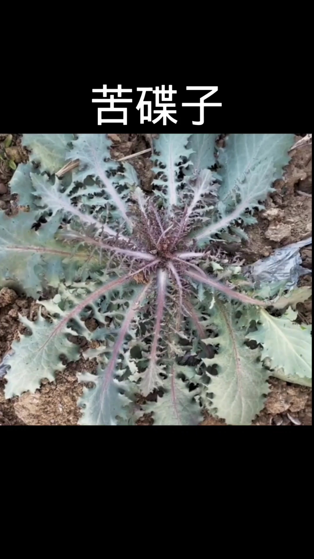 苦碟子,植物科普