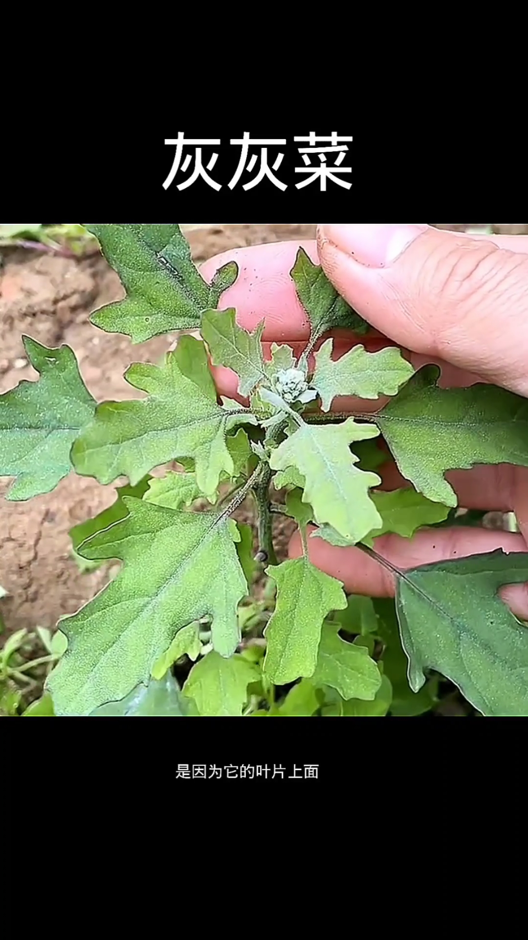 灰灰菜,植物科普,植物