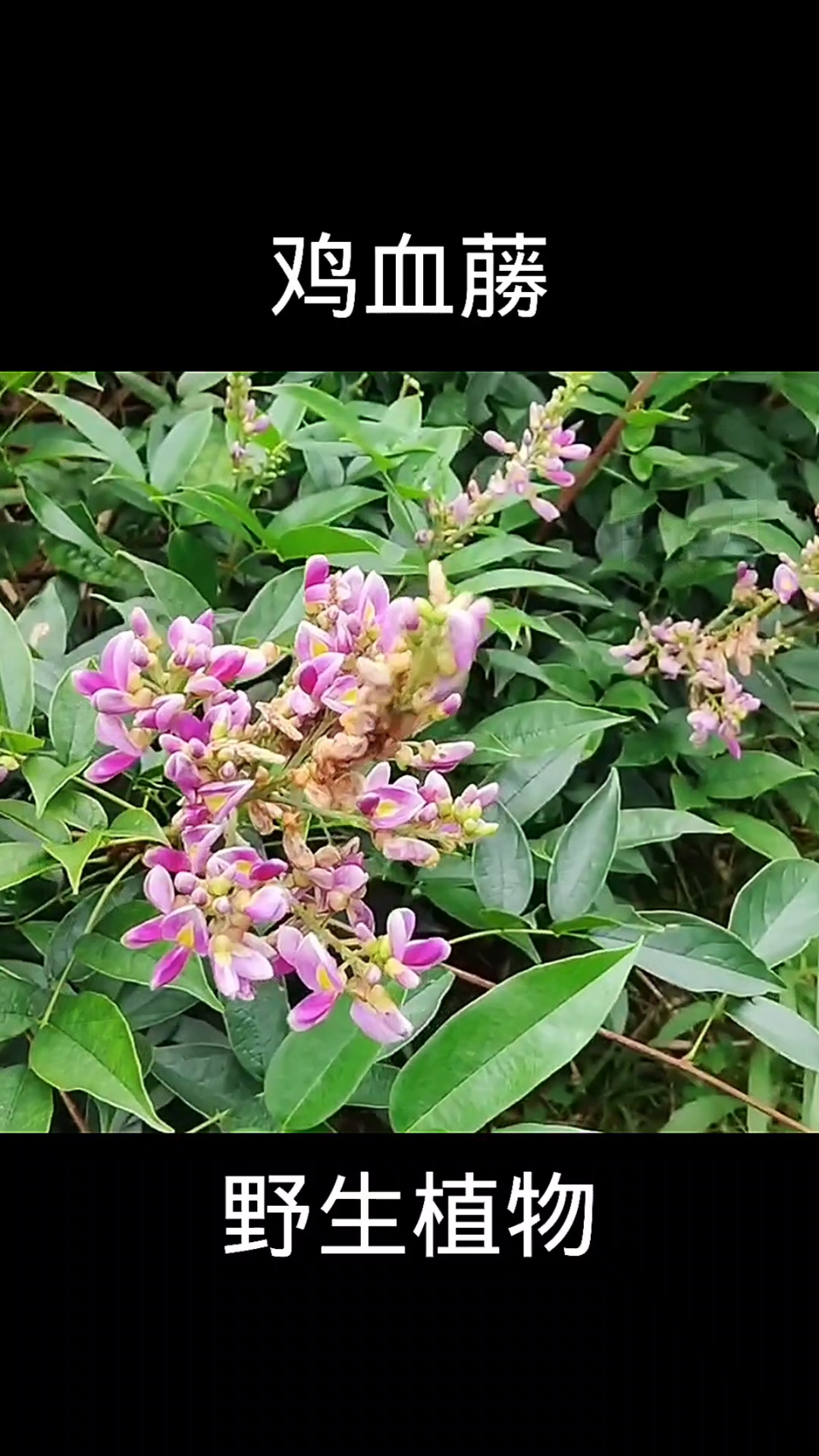 鸡血藤,植物科普,植物