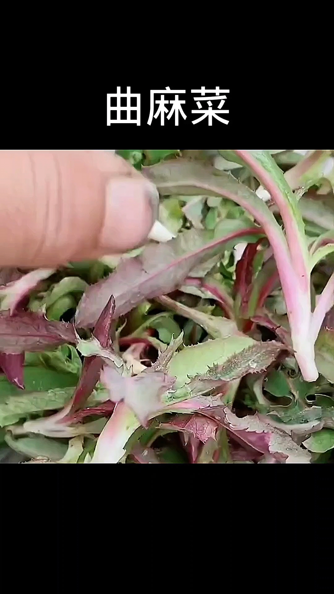 曲麻菜,植物,野生植物