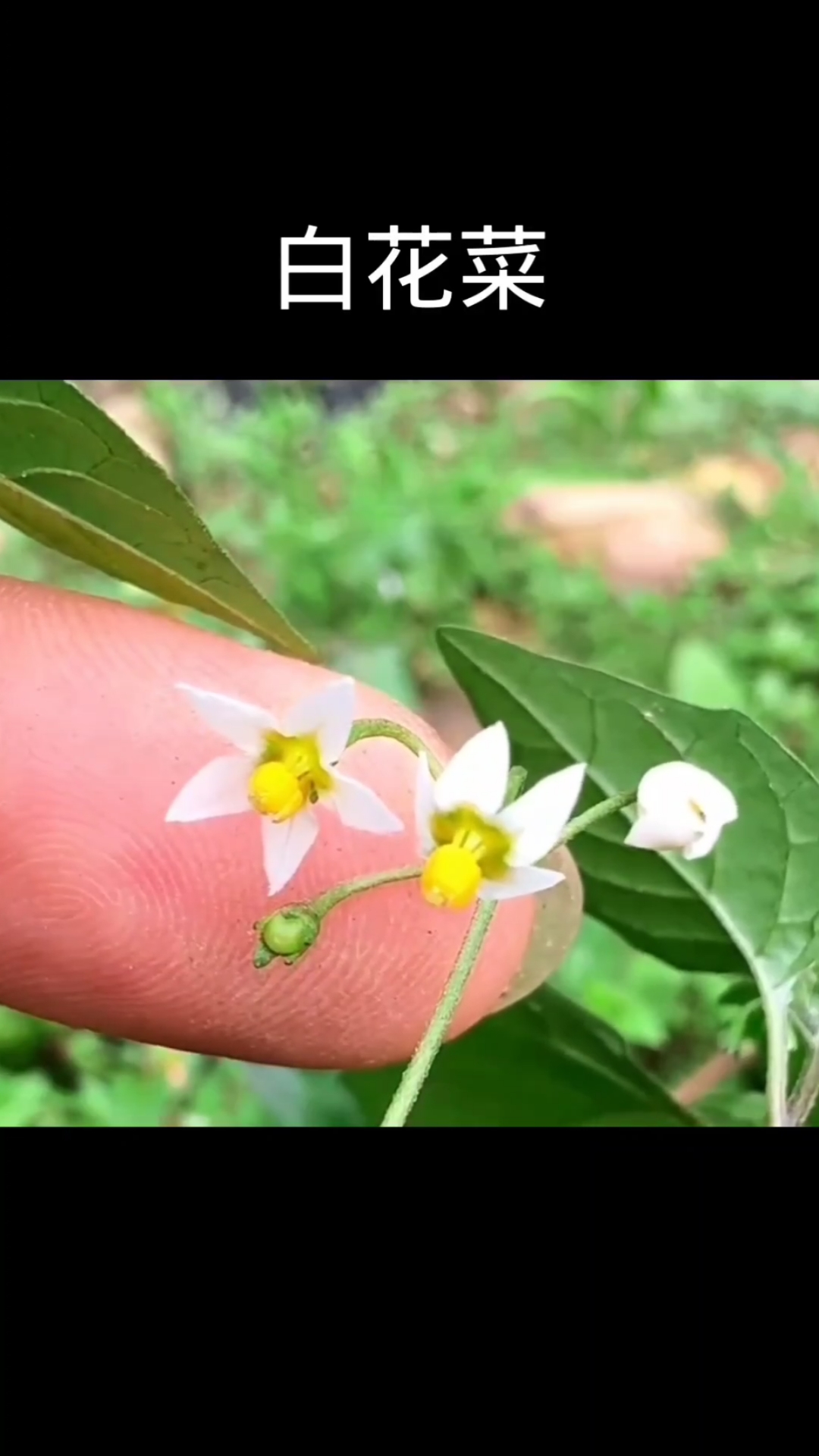 白花菜,龙葵,植物