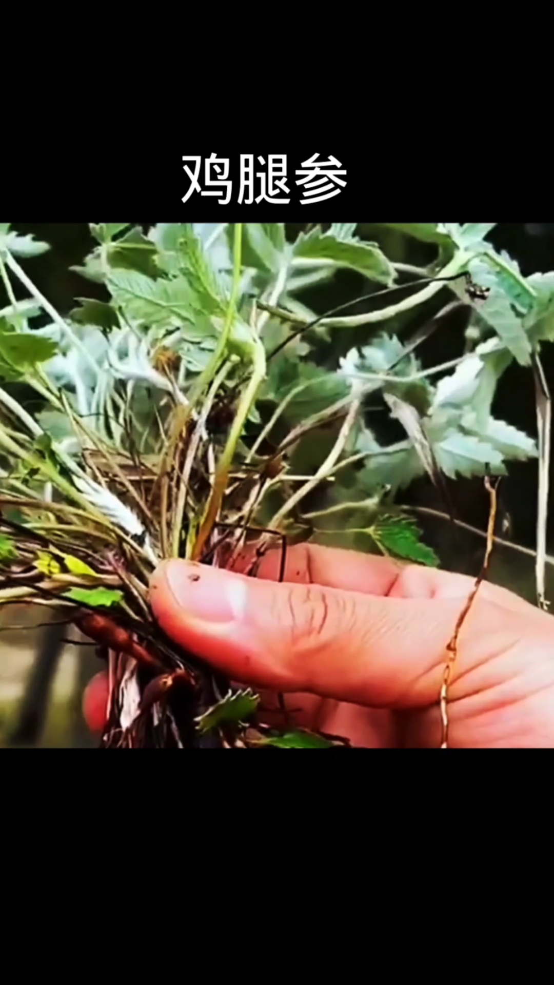 鸡腿参,植物科普