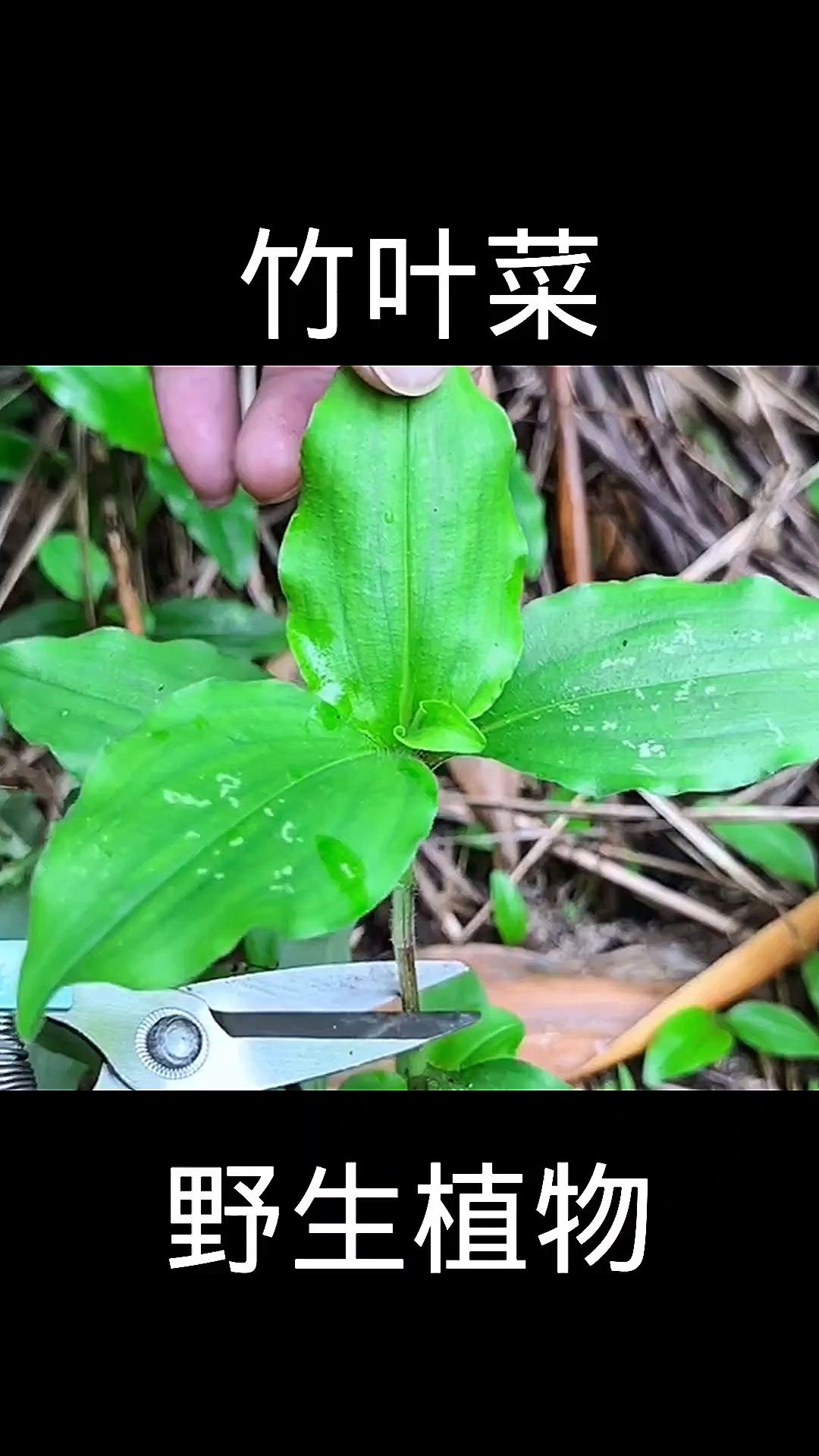 竹叶菜,植物科普,植物