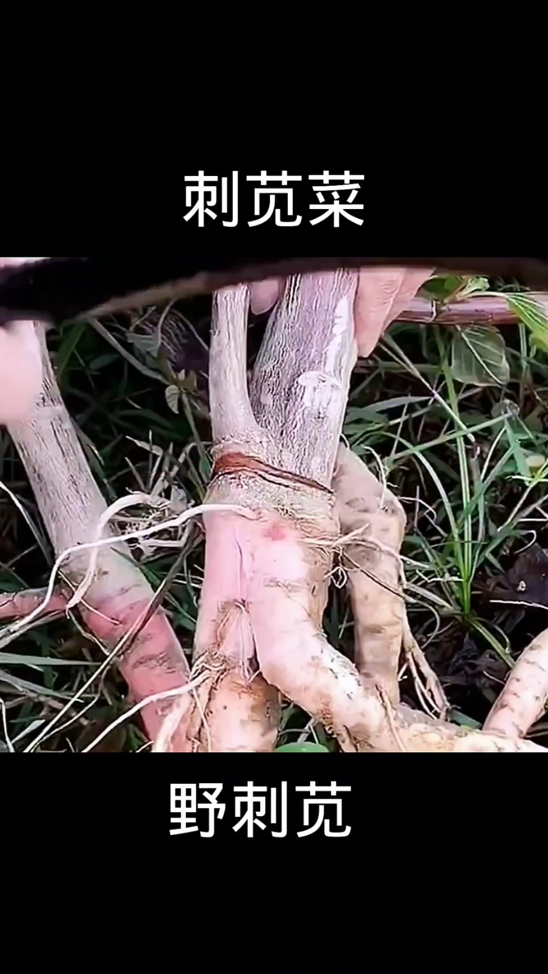  刺苋菜,植物科普