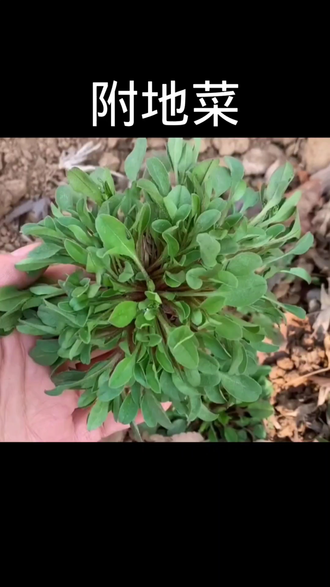附地菜,植物,农村