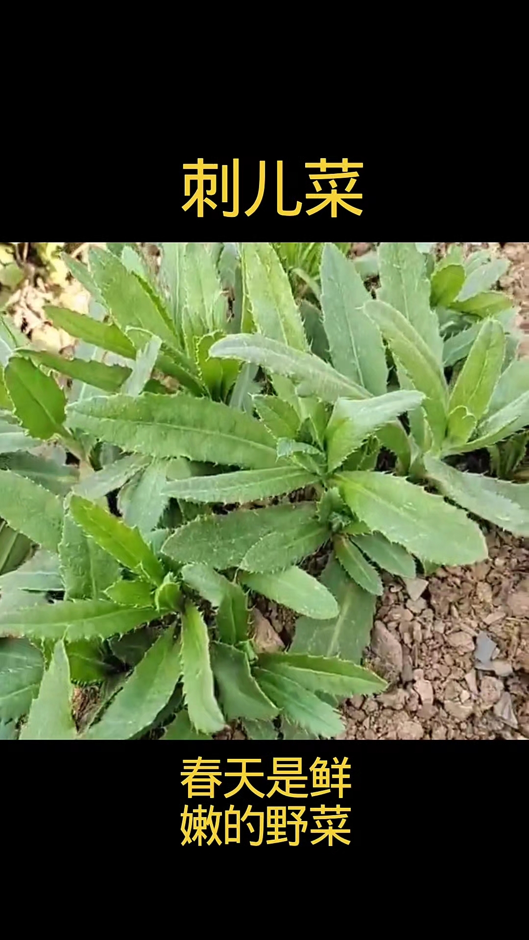#优质视频激励计划#刺儿菜#植物科普