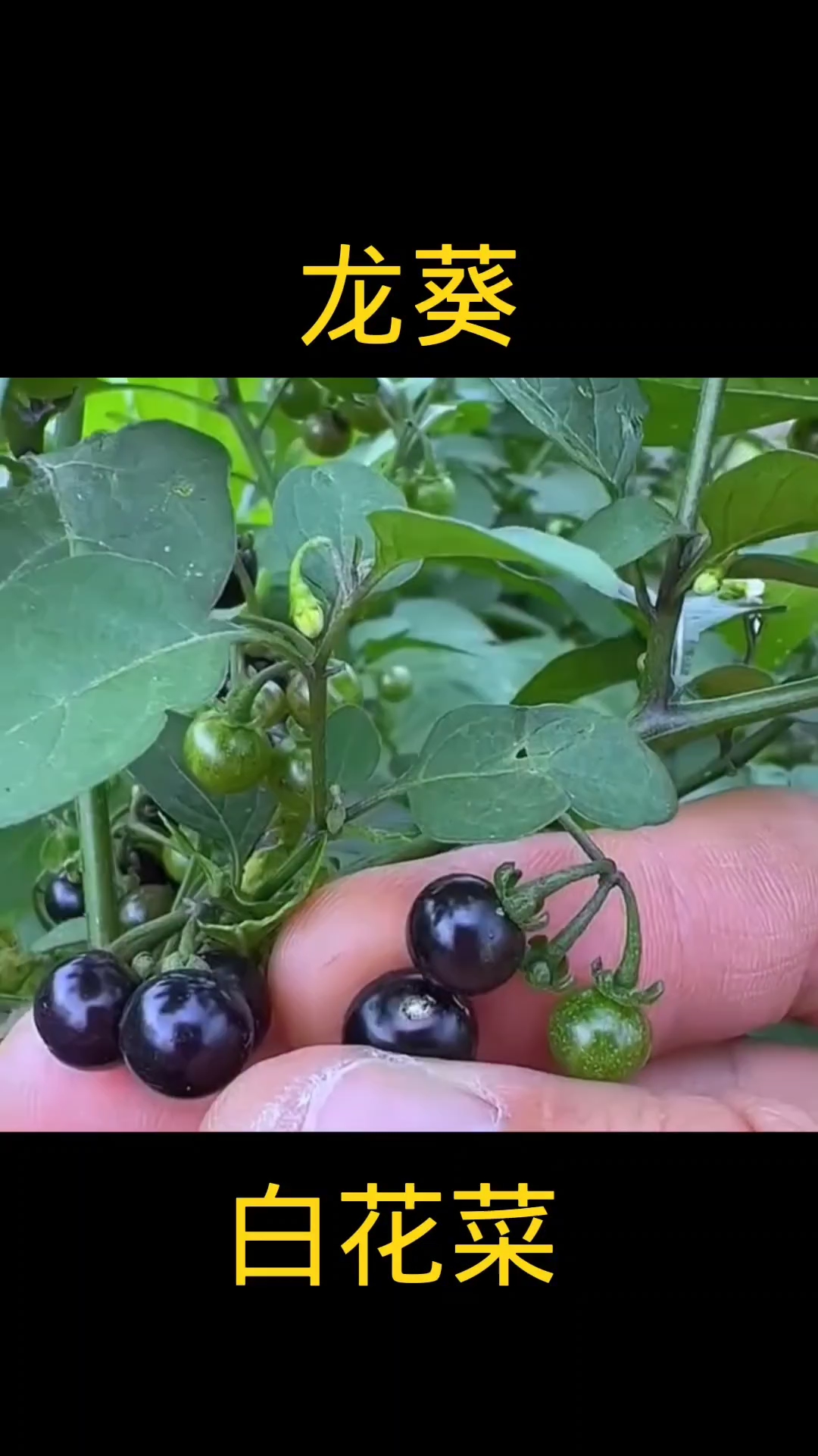 龙葵,植物科普,植物