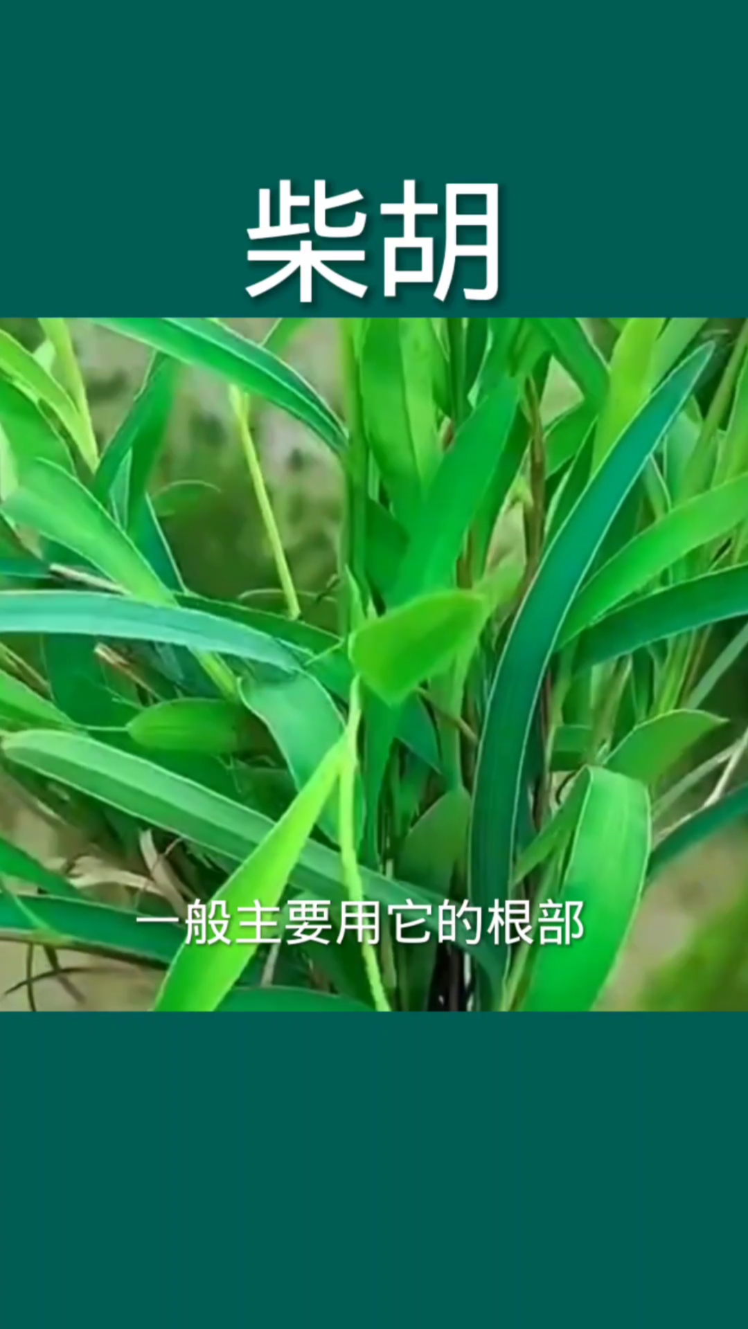 柴胡,这种植物农村不多了