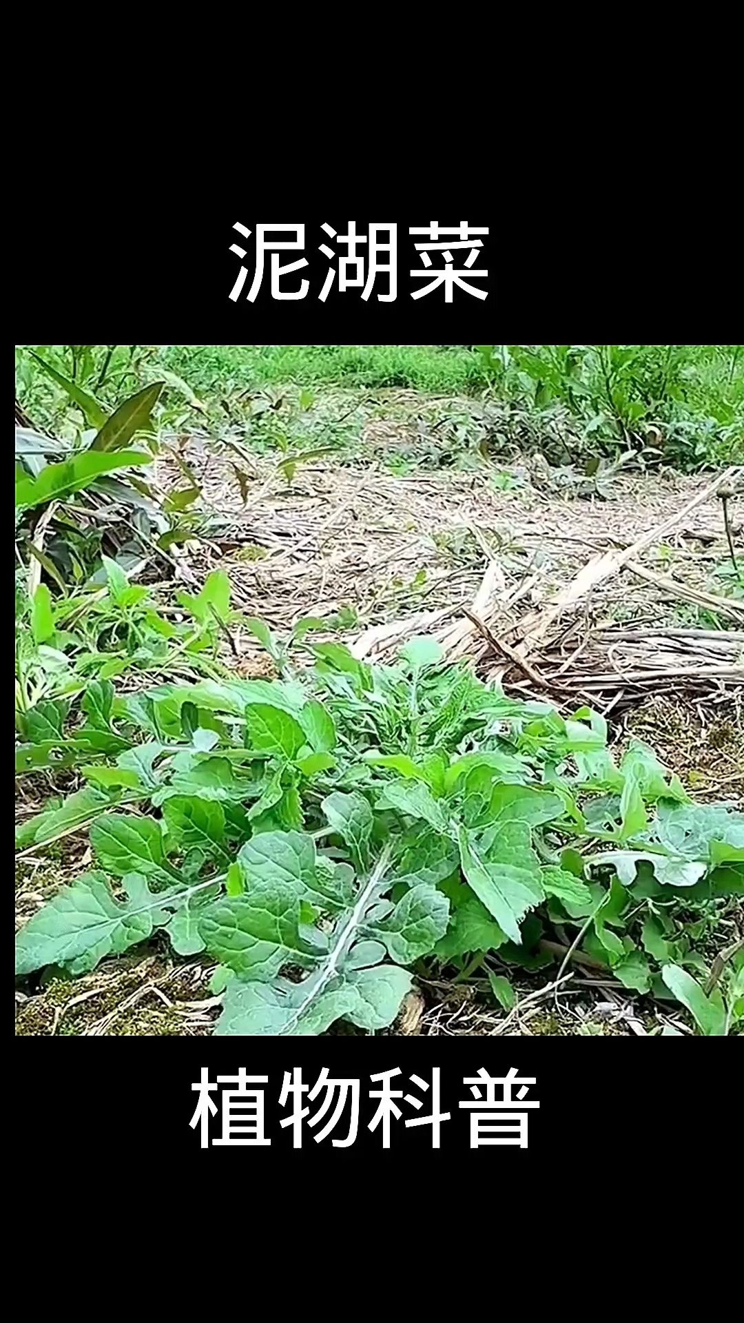 泥湖菜,植物科普