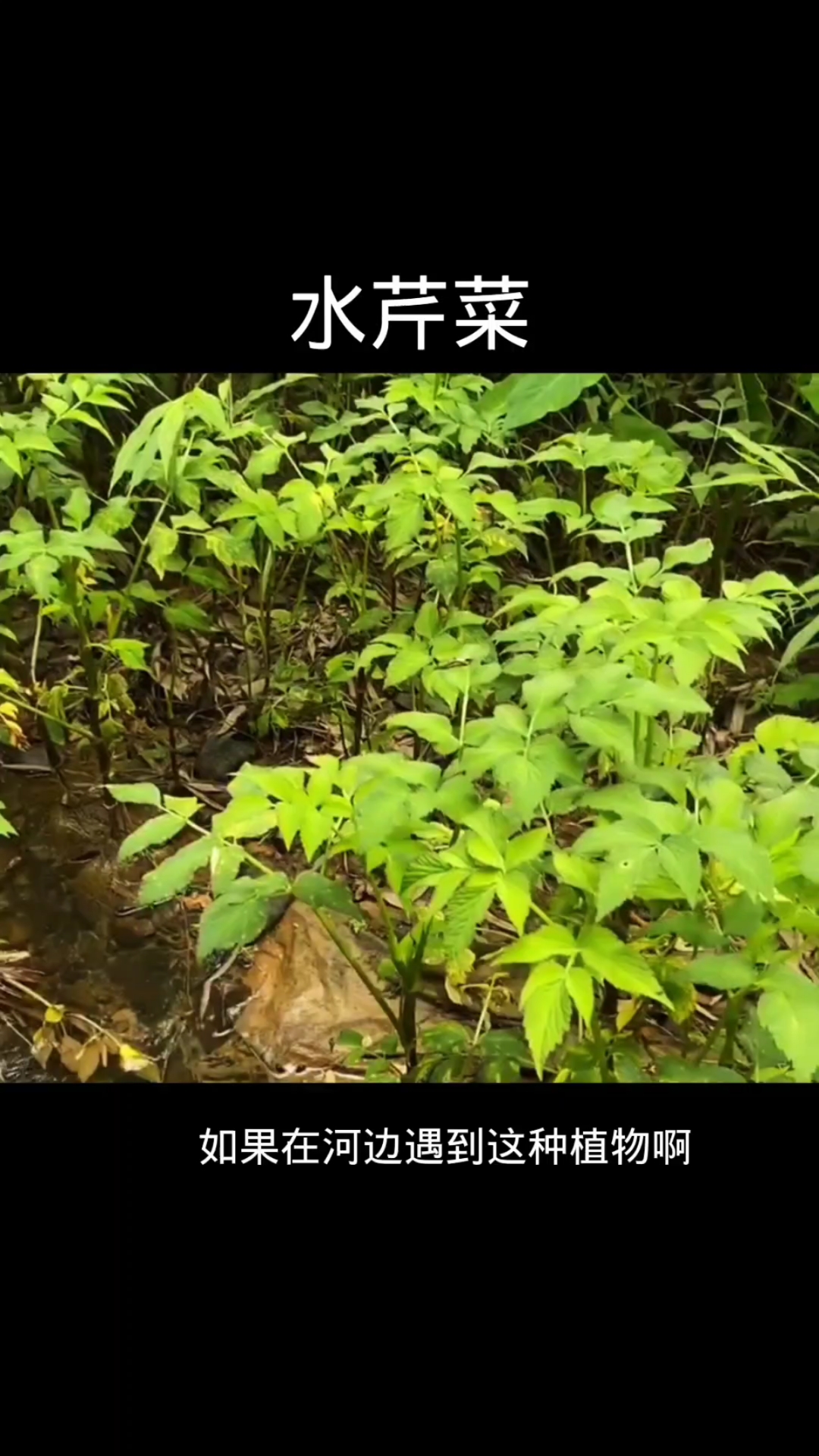 水芹菜,野生植物,农村