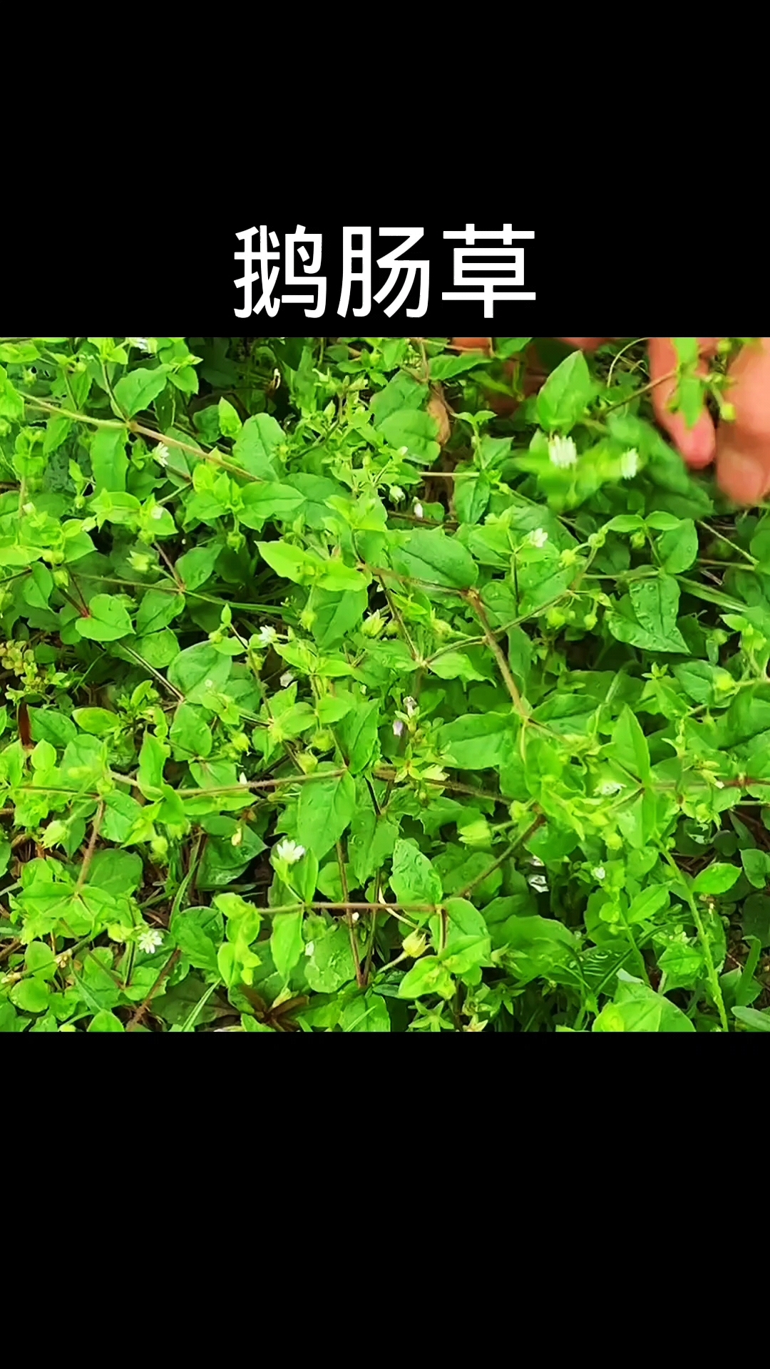 鹅肠草,植物科普