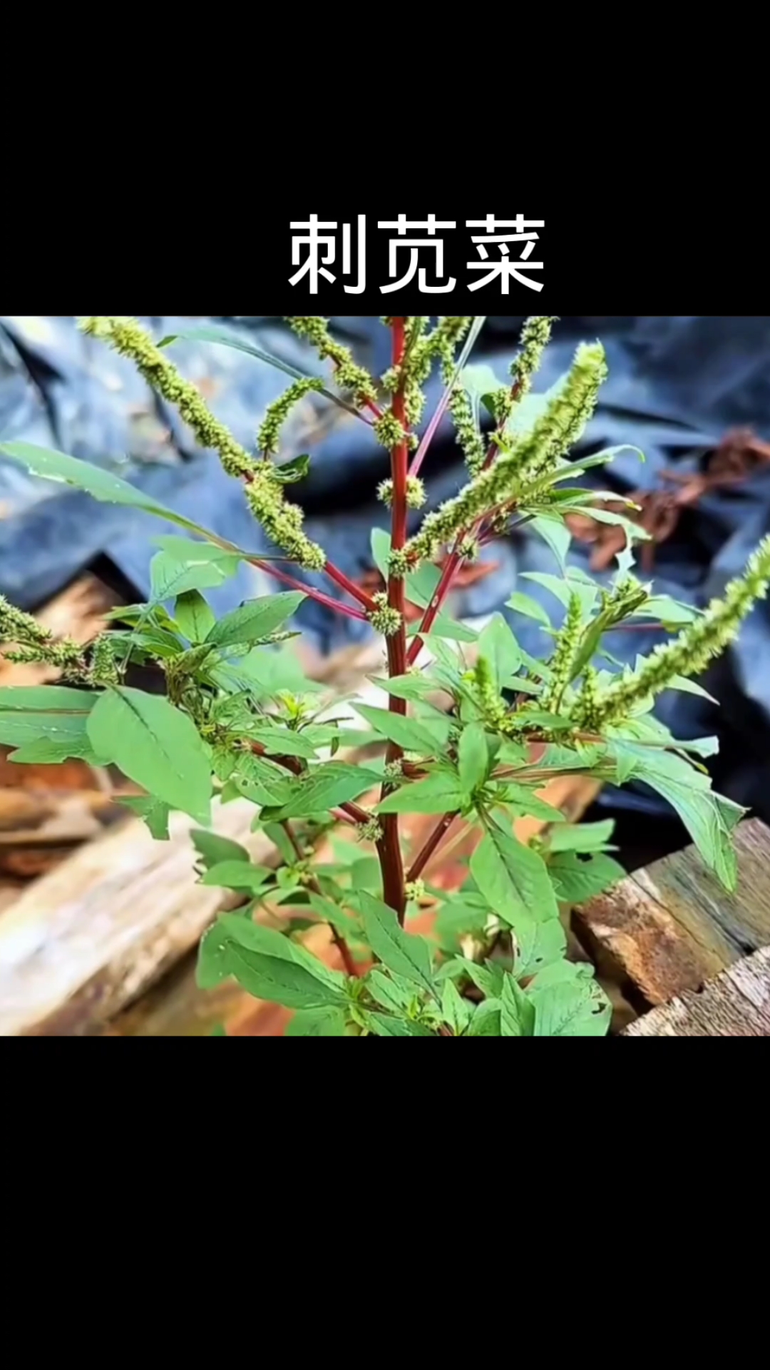 刺苋菜,植物科普