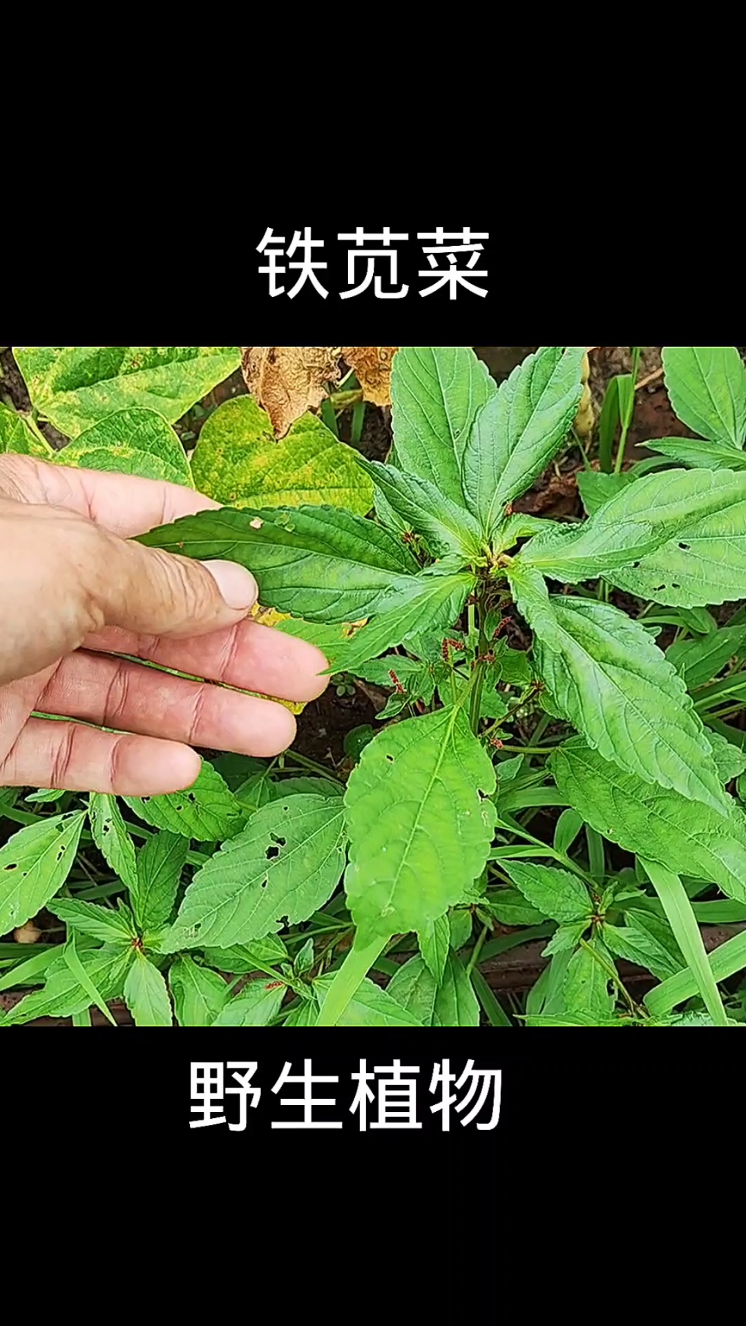 铁苋菜,植物科普,植物
