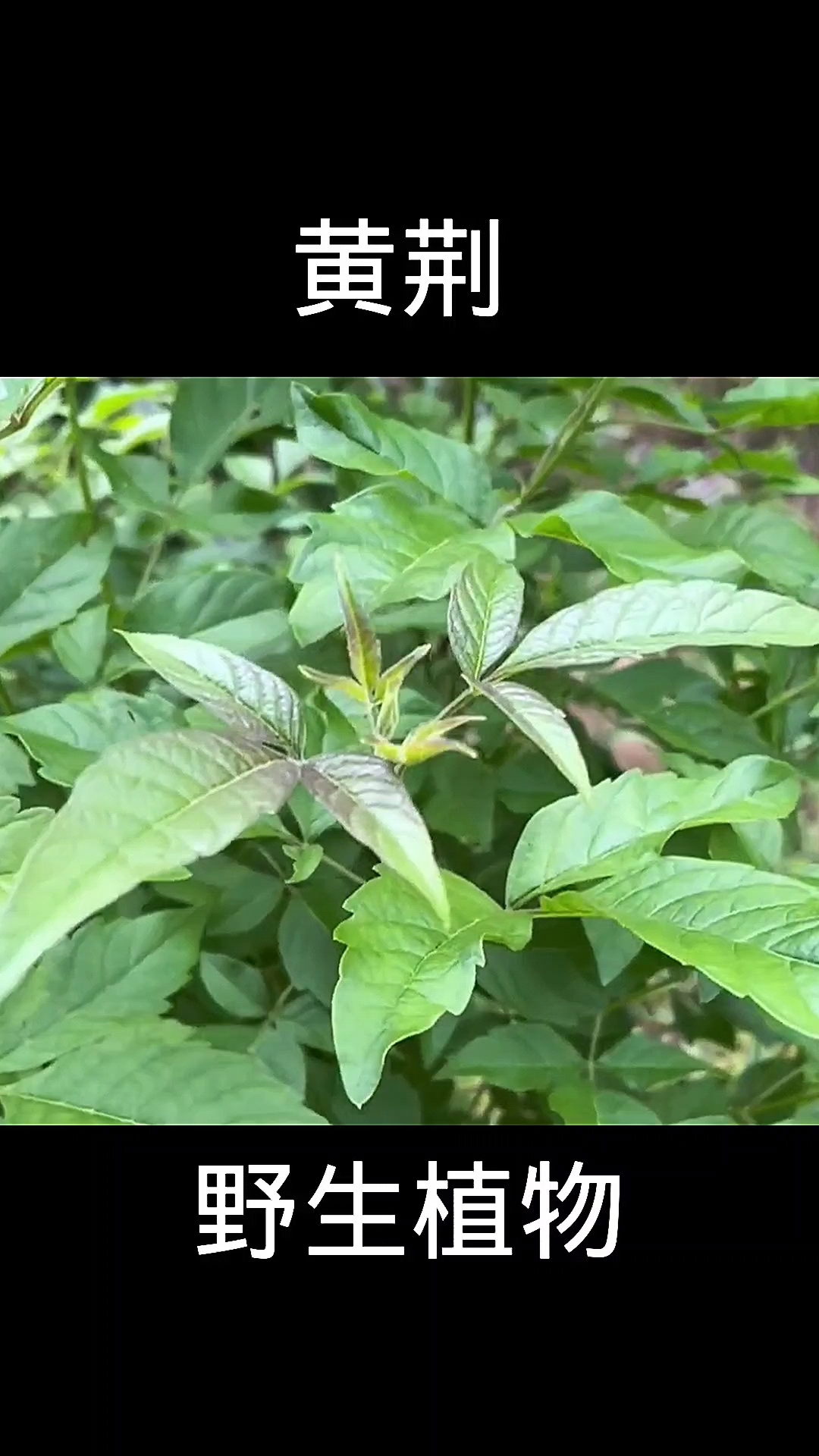 黄荆,植物科普,植物