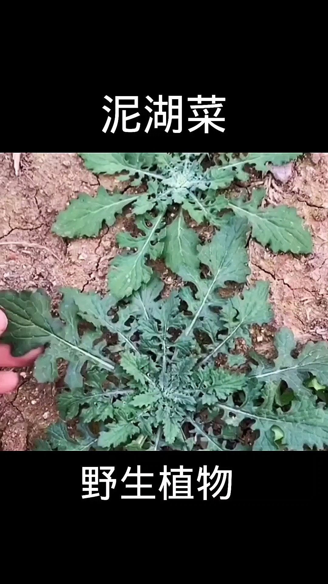 泥湖菜,植物科普,植物
