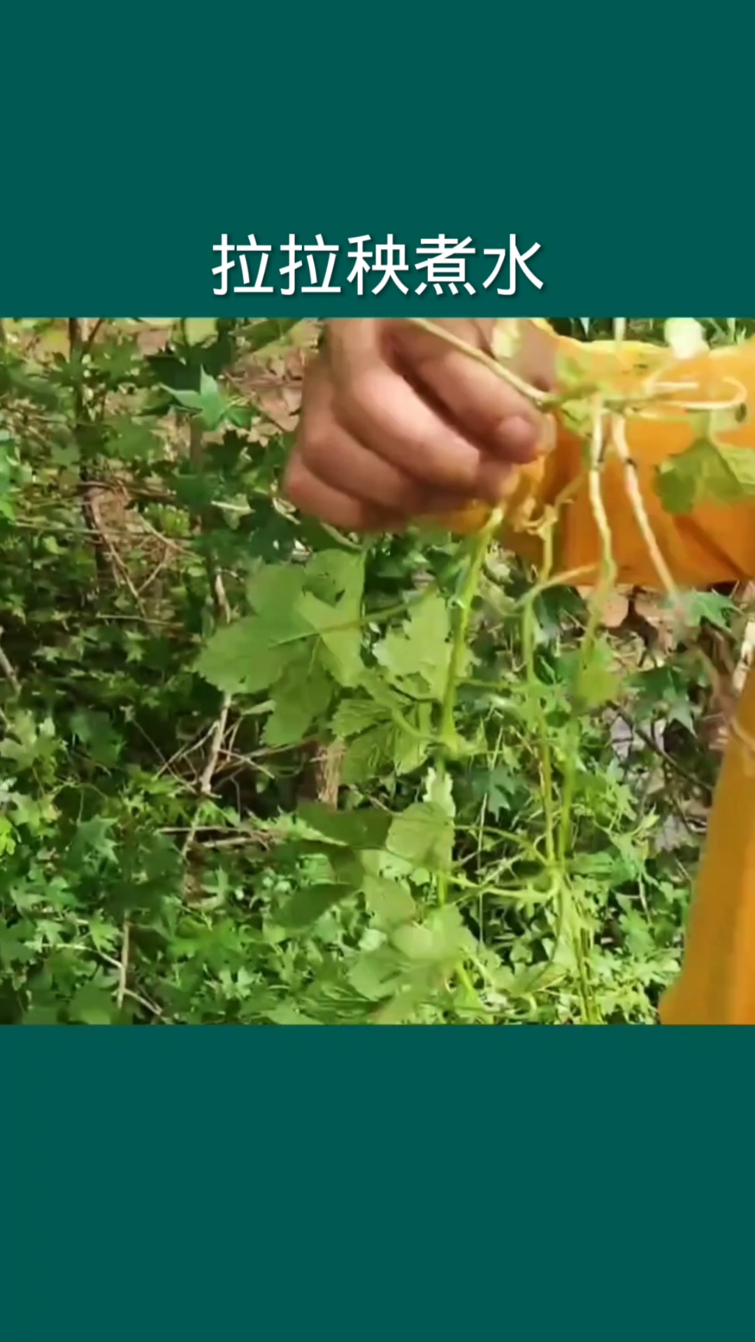拉拉秧煮水的妙用