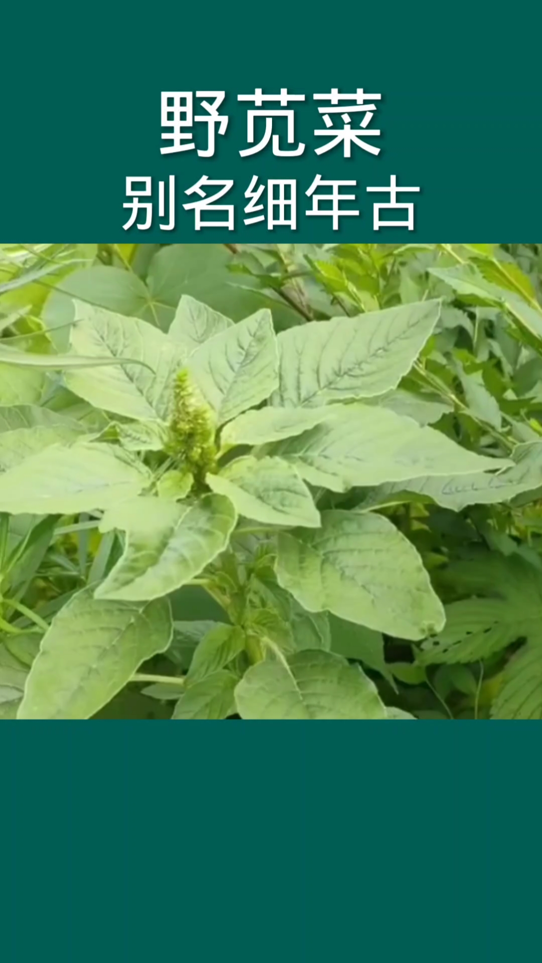 野苋菜,别名细年古