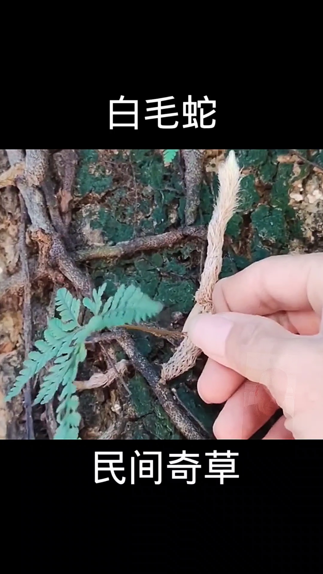 白毛蛇,植物科普,植物