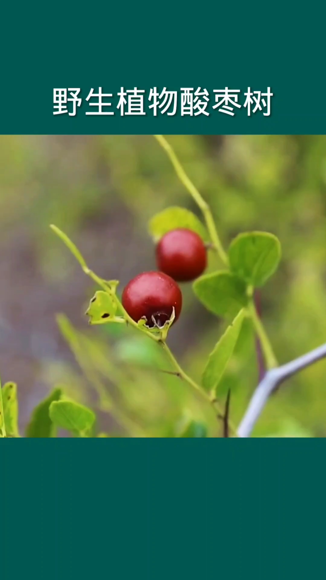 这就是野生植物酸枣树