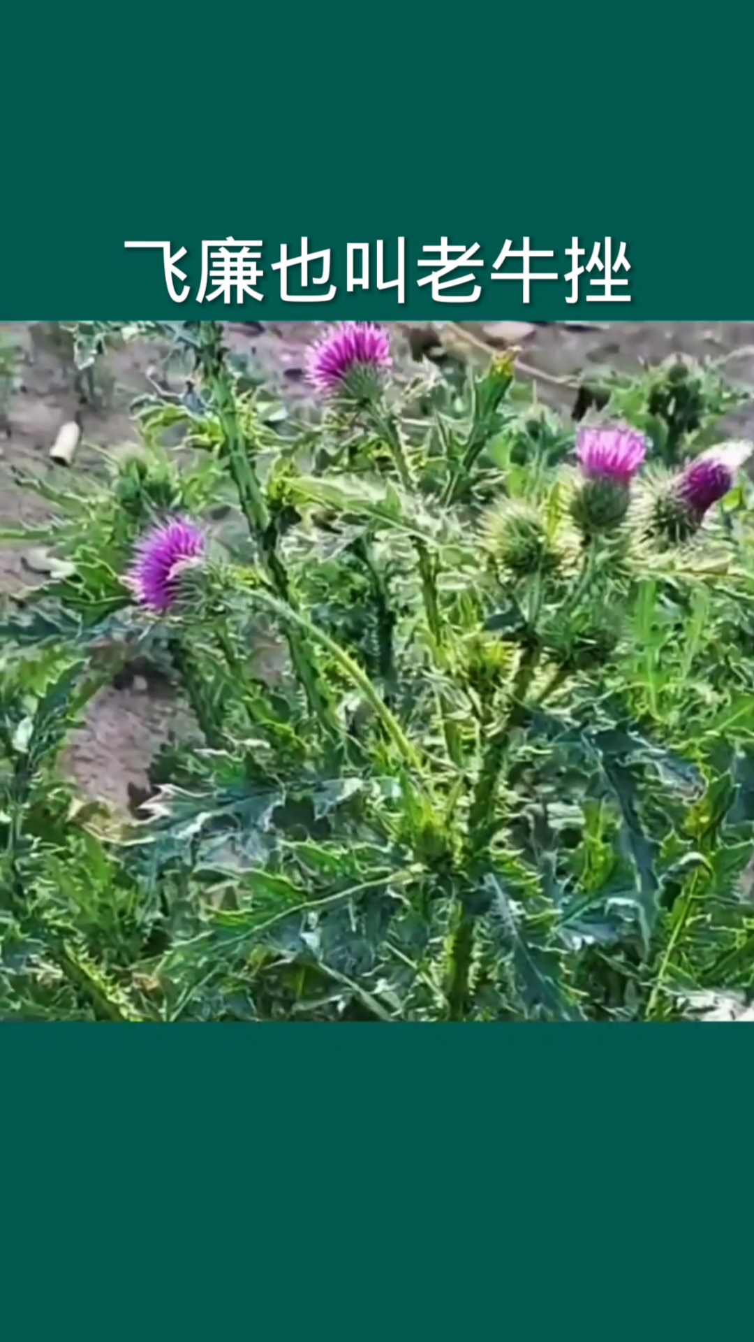 它叫飞廉也叫老牛挫