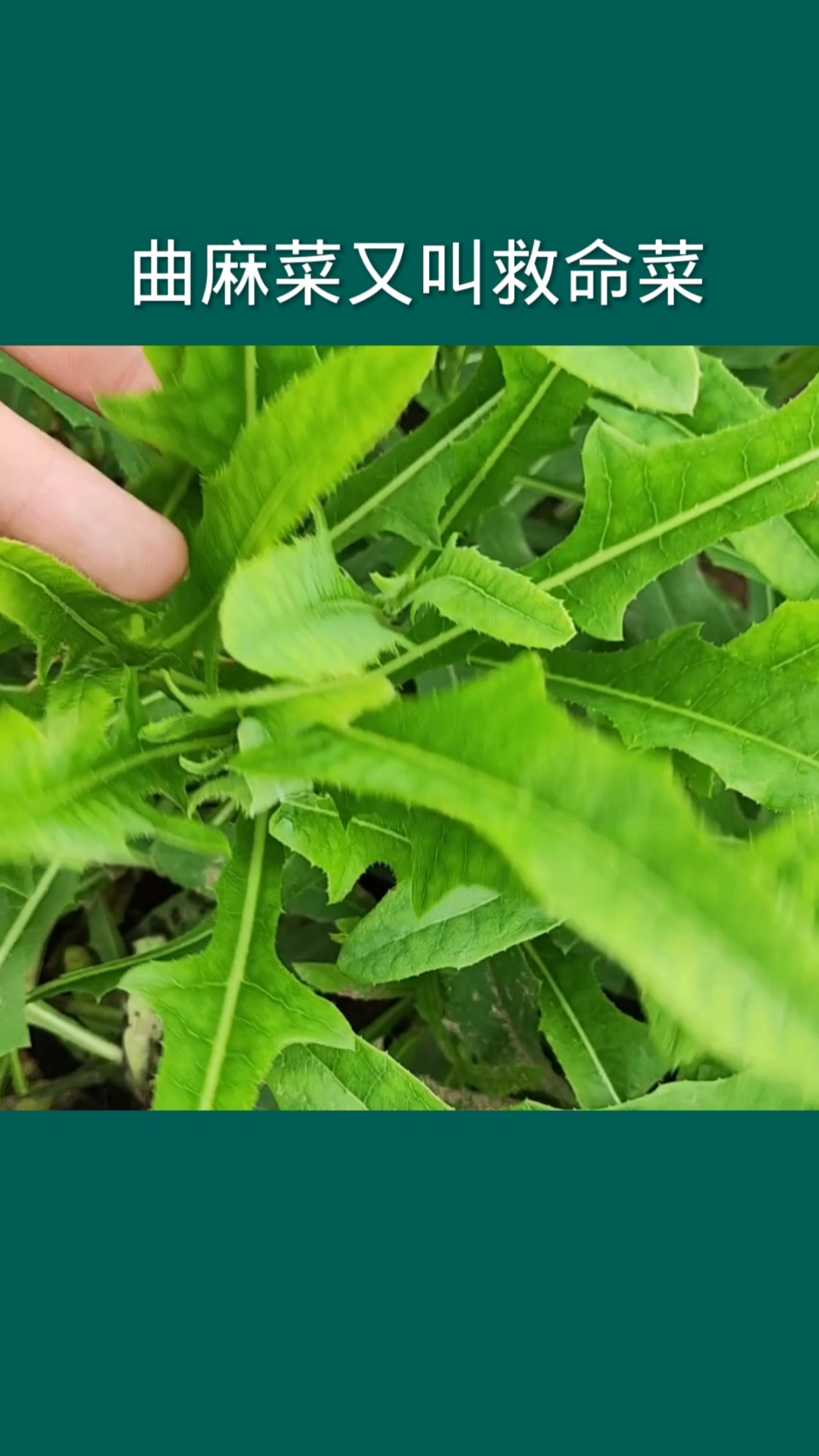 曲麻菜又叫救命菜