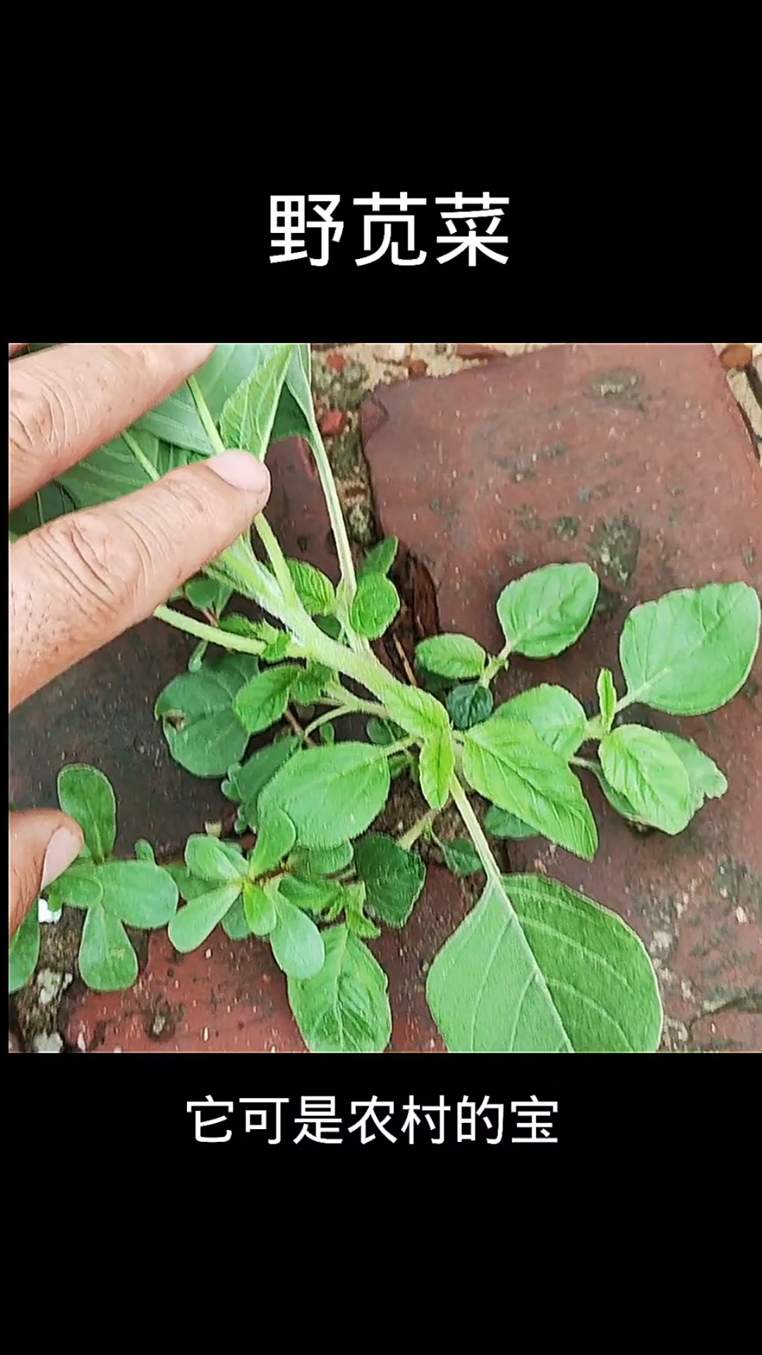 野苋菜,植物,野生植物