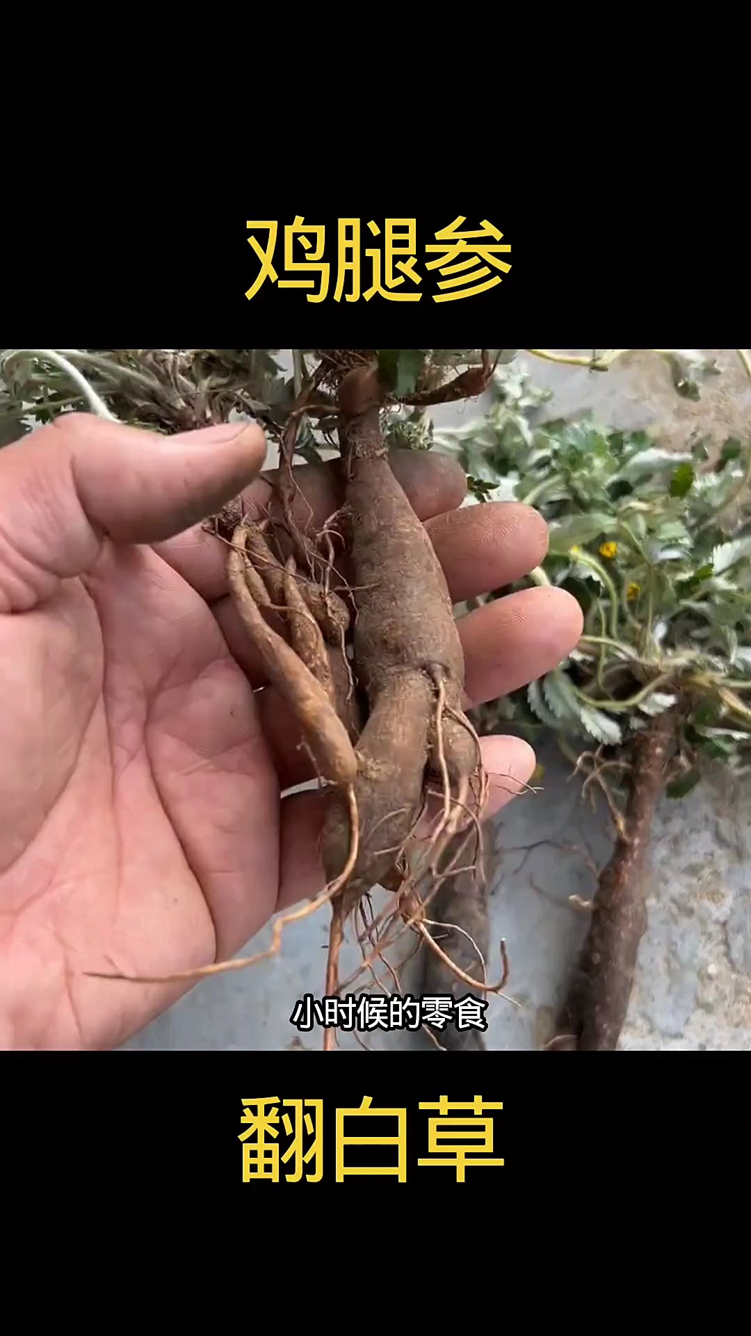 #优质视频激励计划#植物科普#童年零食回忆杀# #鸡腿参