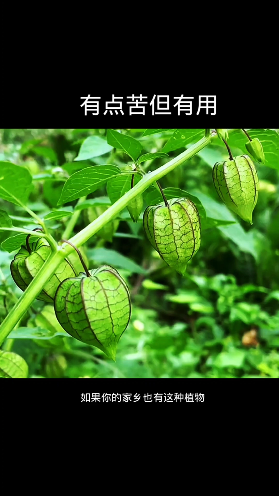 灯笼草,植物科普