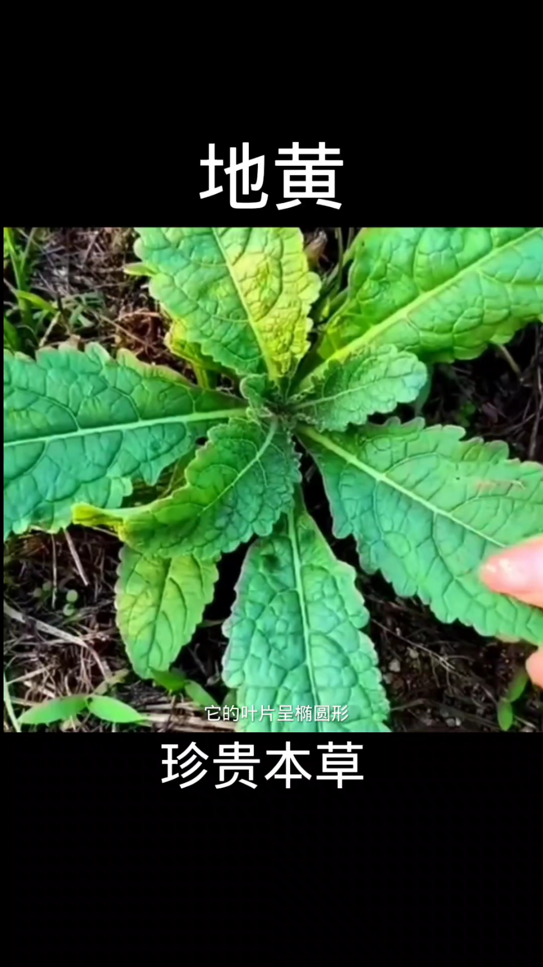 地黄,野生植物地黄,植物科普