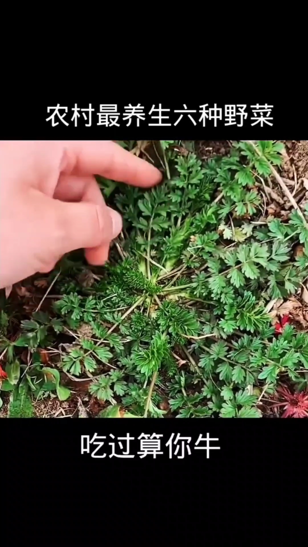 农村最养生的六种野菜,植物科普,植物