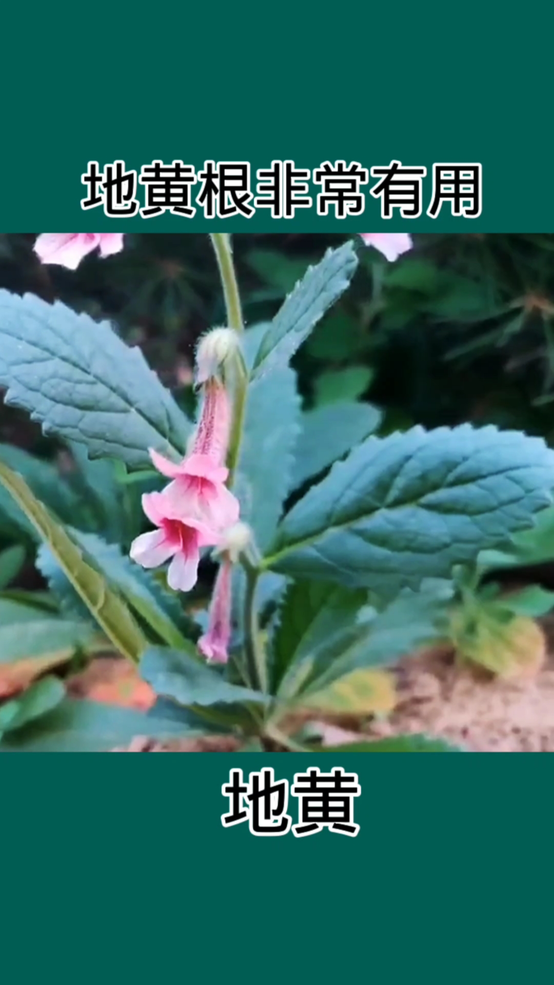 地黄。野生植物看到一定带回家
