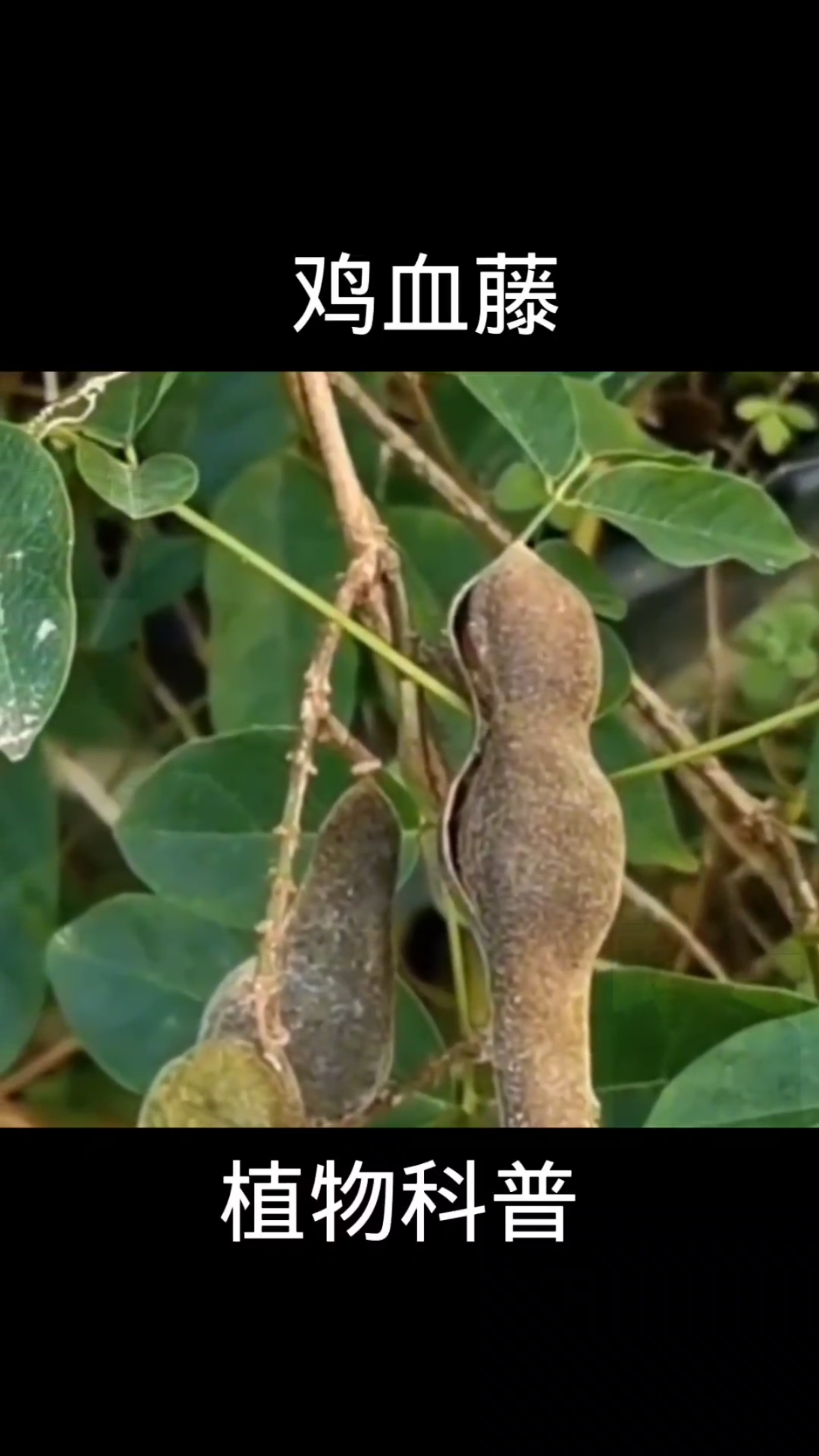 鸡血藤,植物科普,植物