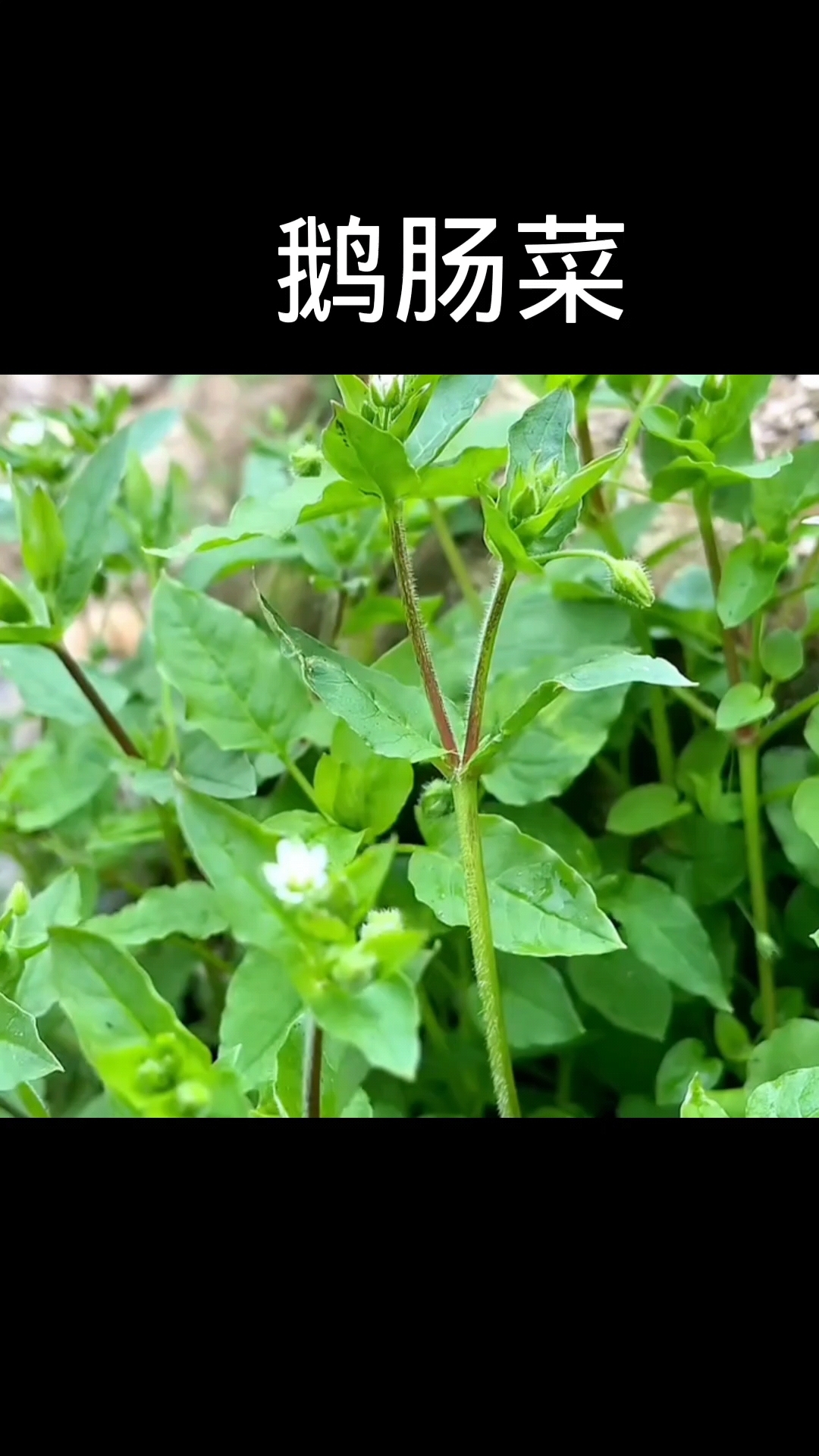 鹅肠菜,植物科普