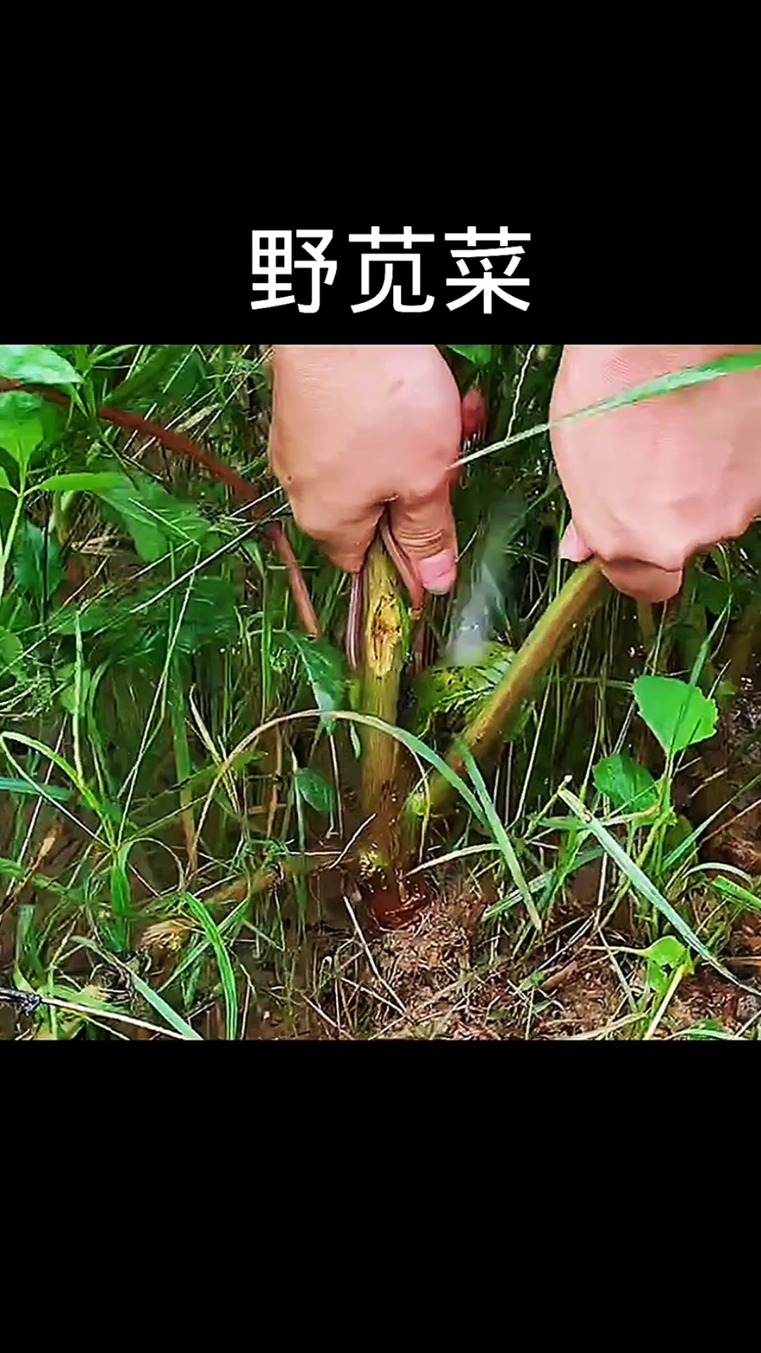 野苋菜,植物科普