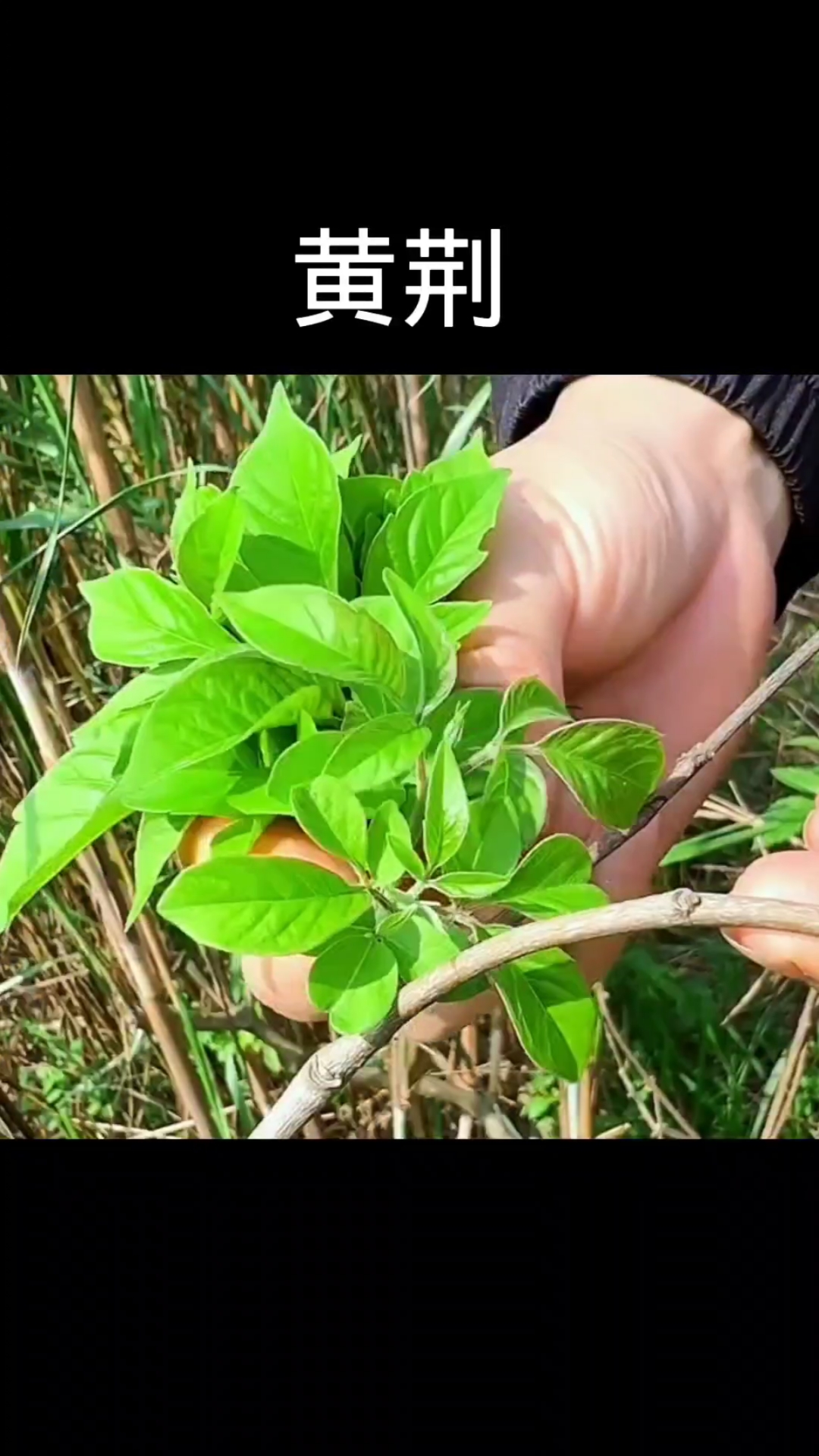 黄荆,植物科普,植物