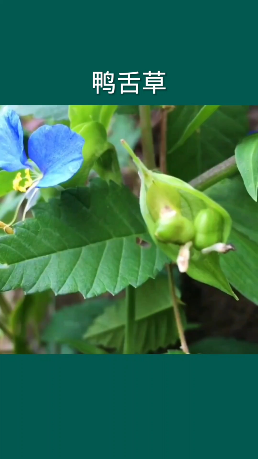 这个植物它叫鸭舌草